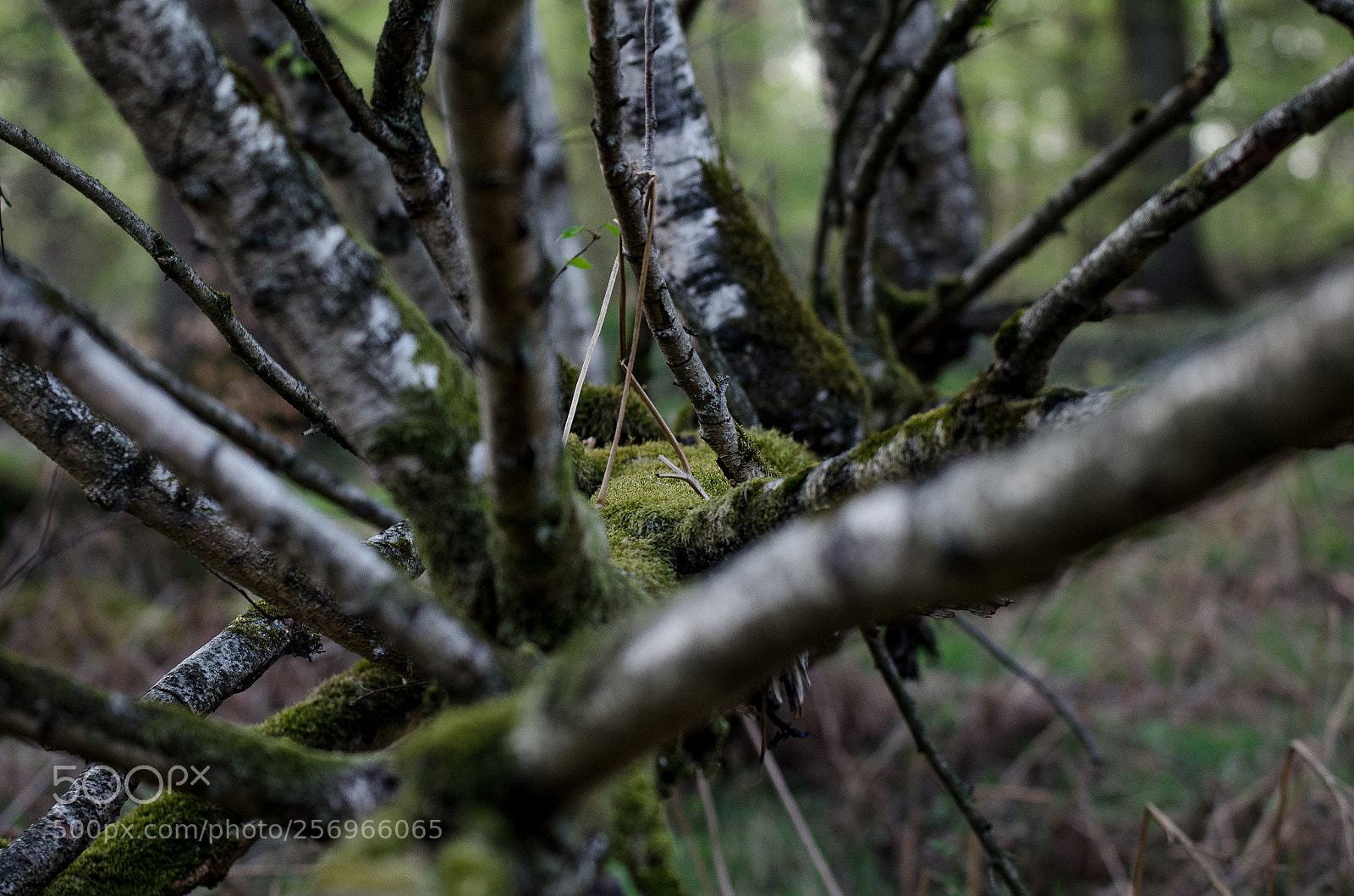 Nikon D7000 sample photo. Fallen tree in spring photography