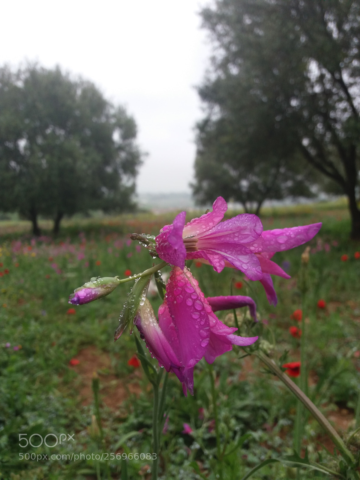 Samsung Galaxy J5(2016) sample photo. Flowers dew photography