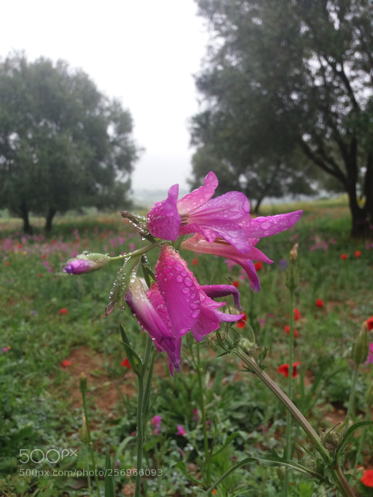 Samsung Galaxy J5(2016) sample photo. Flowers dew photography