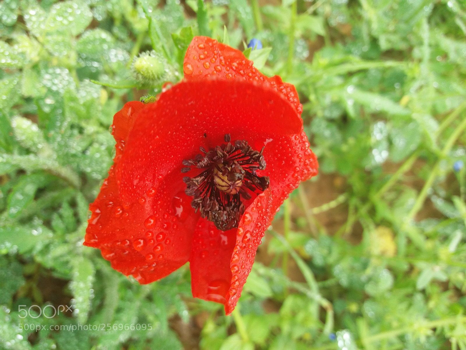 Samsung Galaxy J5(2016) sample photo. Flowers dew photography
