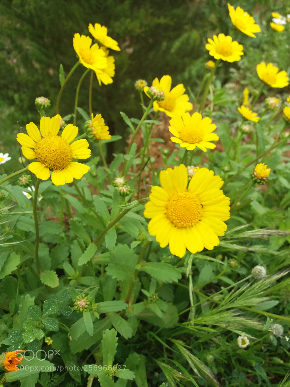 Samsung Galaxy J5(2016) sample photo. Flowers dew photography