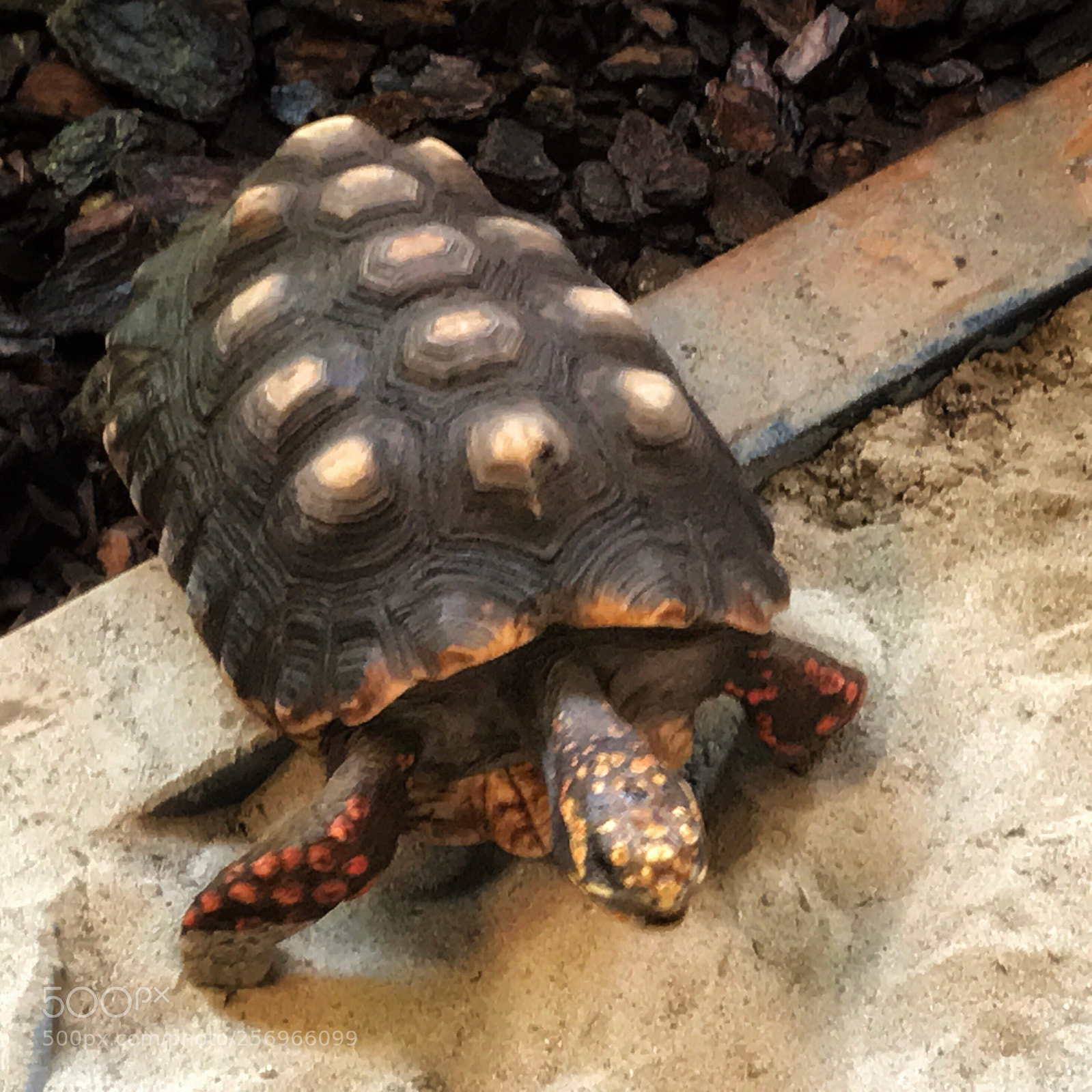 Apple iPhone 7 sample photo. Red-footed tortoise photography