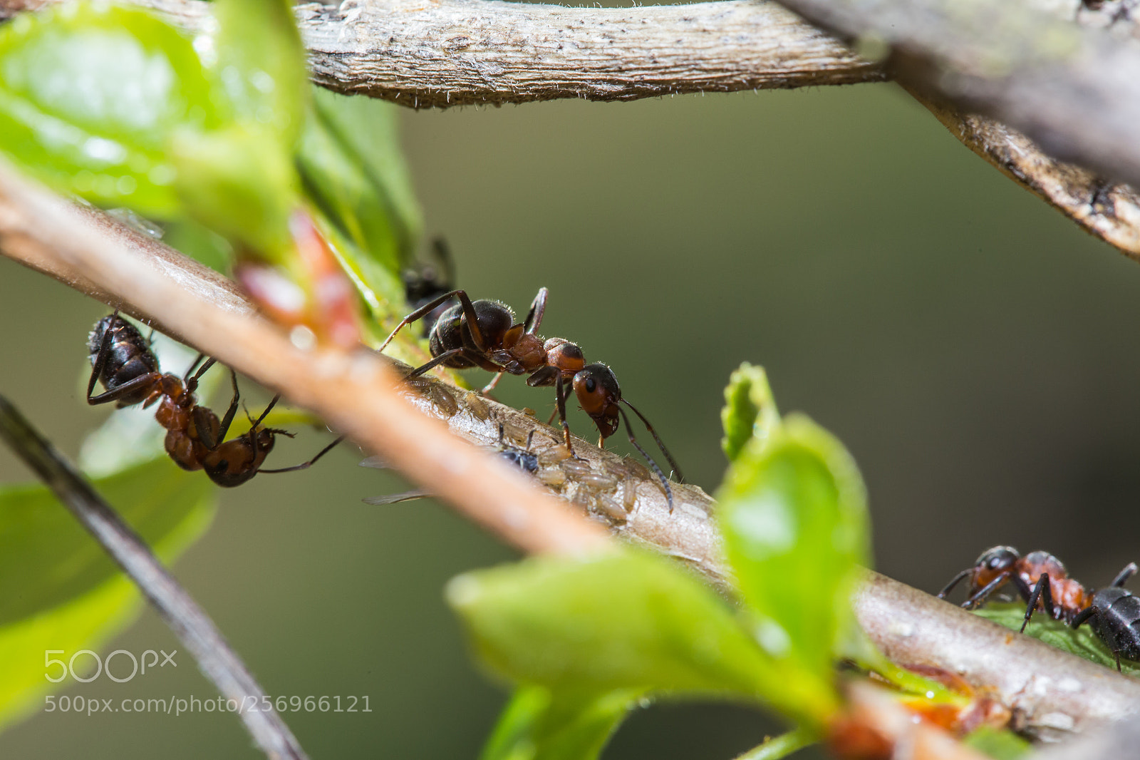 Canon EOS 6D sample photo. Ant photography