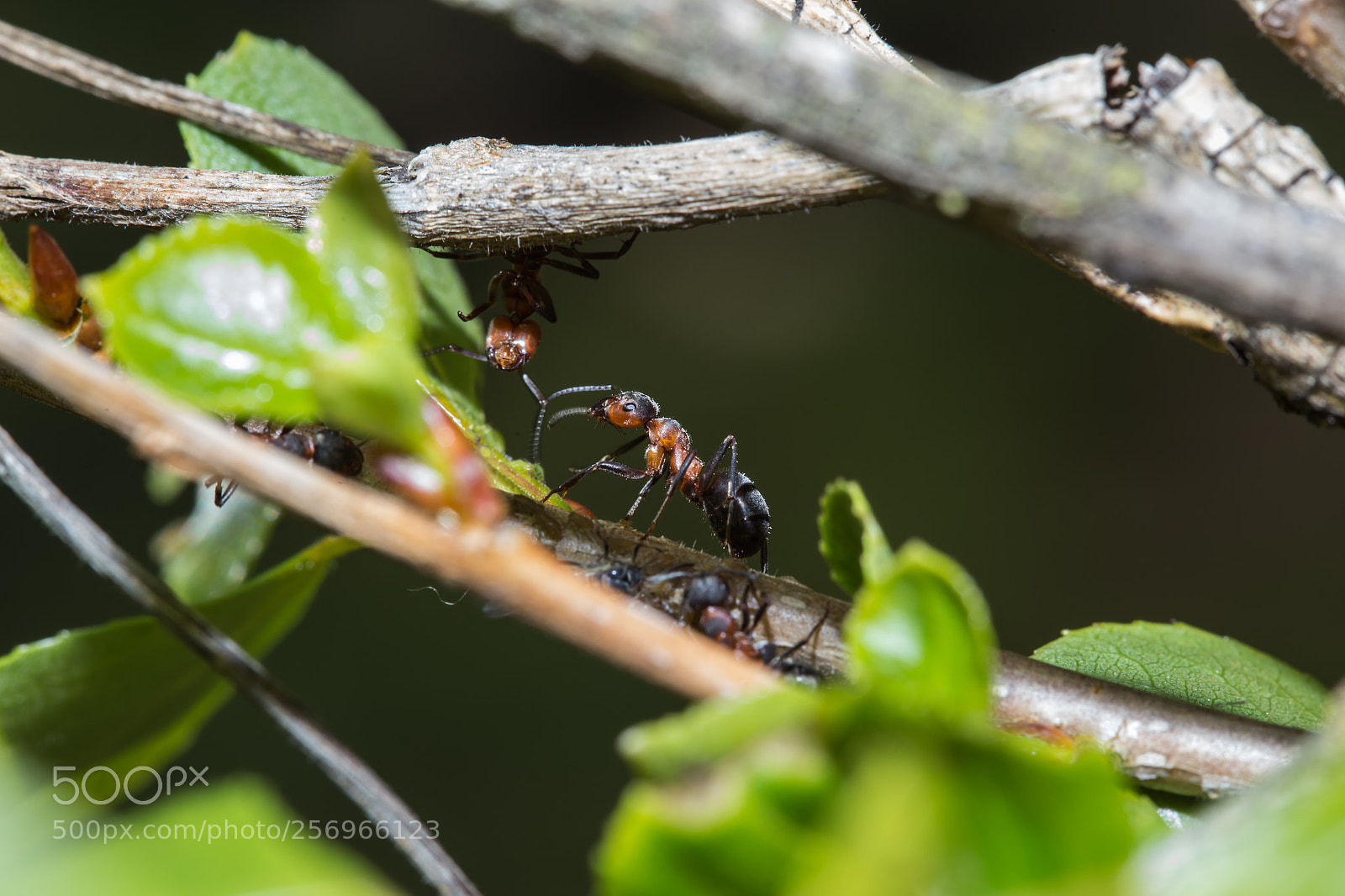 Canon EOS 6D sample photo. Ant photography