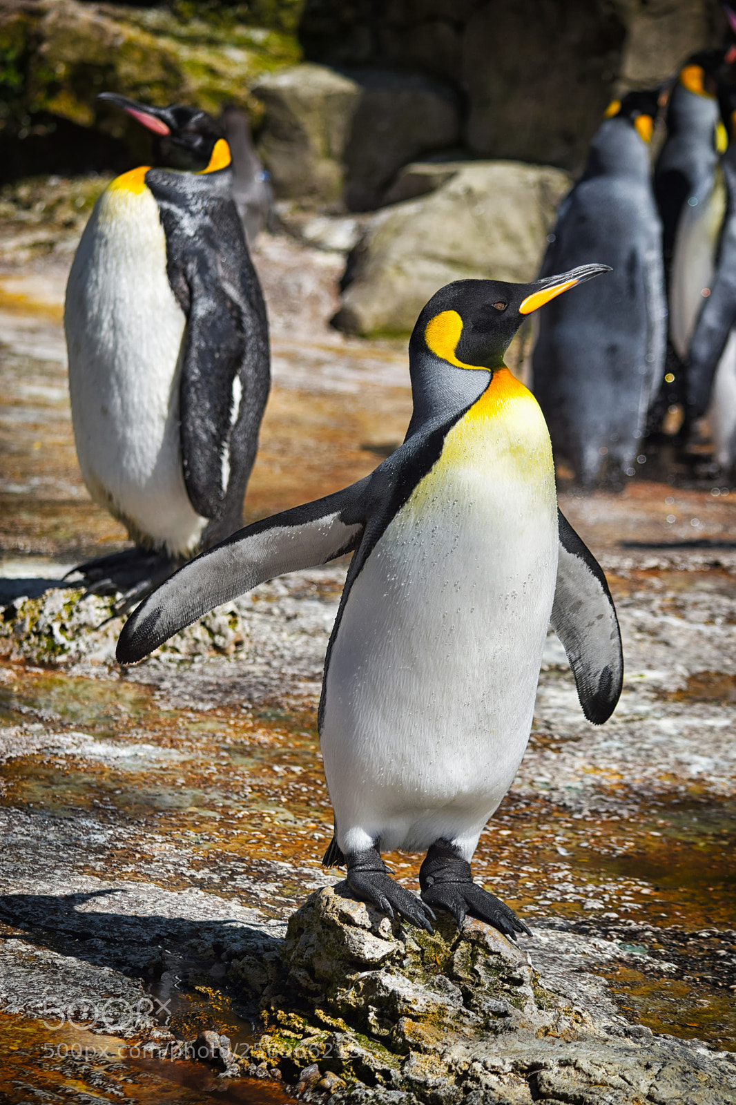 Nikon D3300 sample photo. A king penguin basking photography