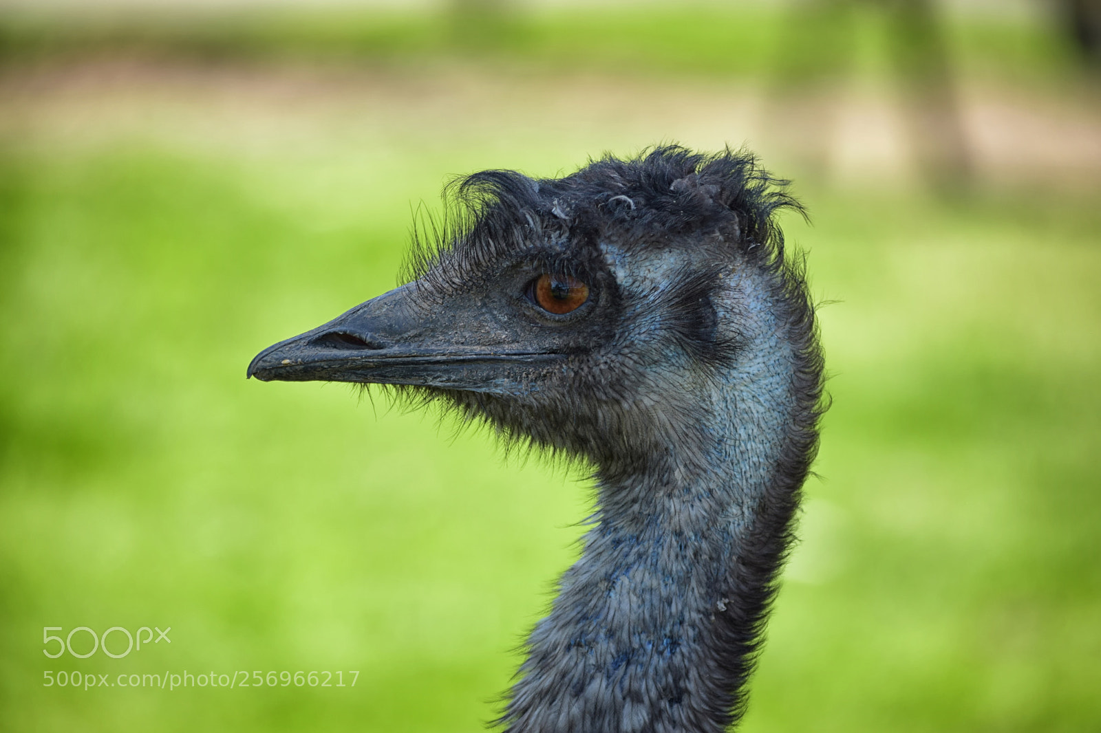 Nikon D3300 sample photo. The scruffy ostrich photography