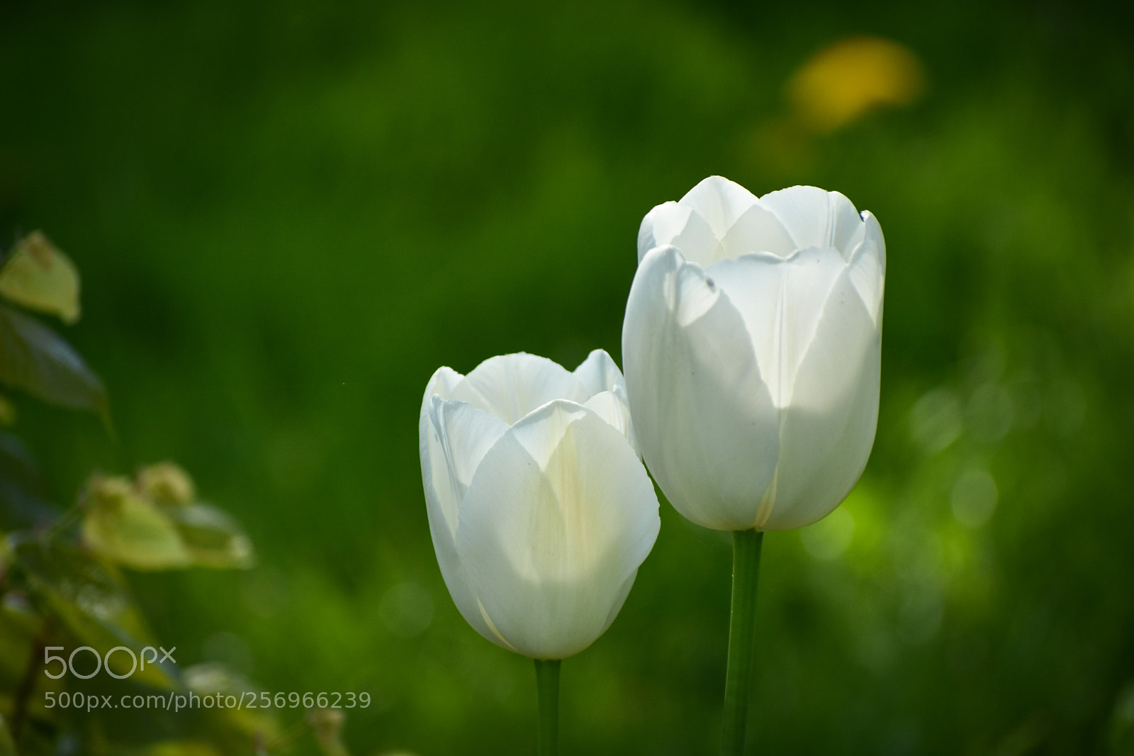 Nikon D3400 sample photo. White summer photography