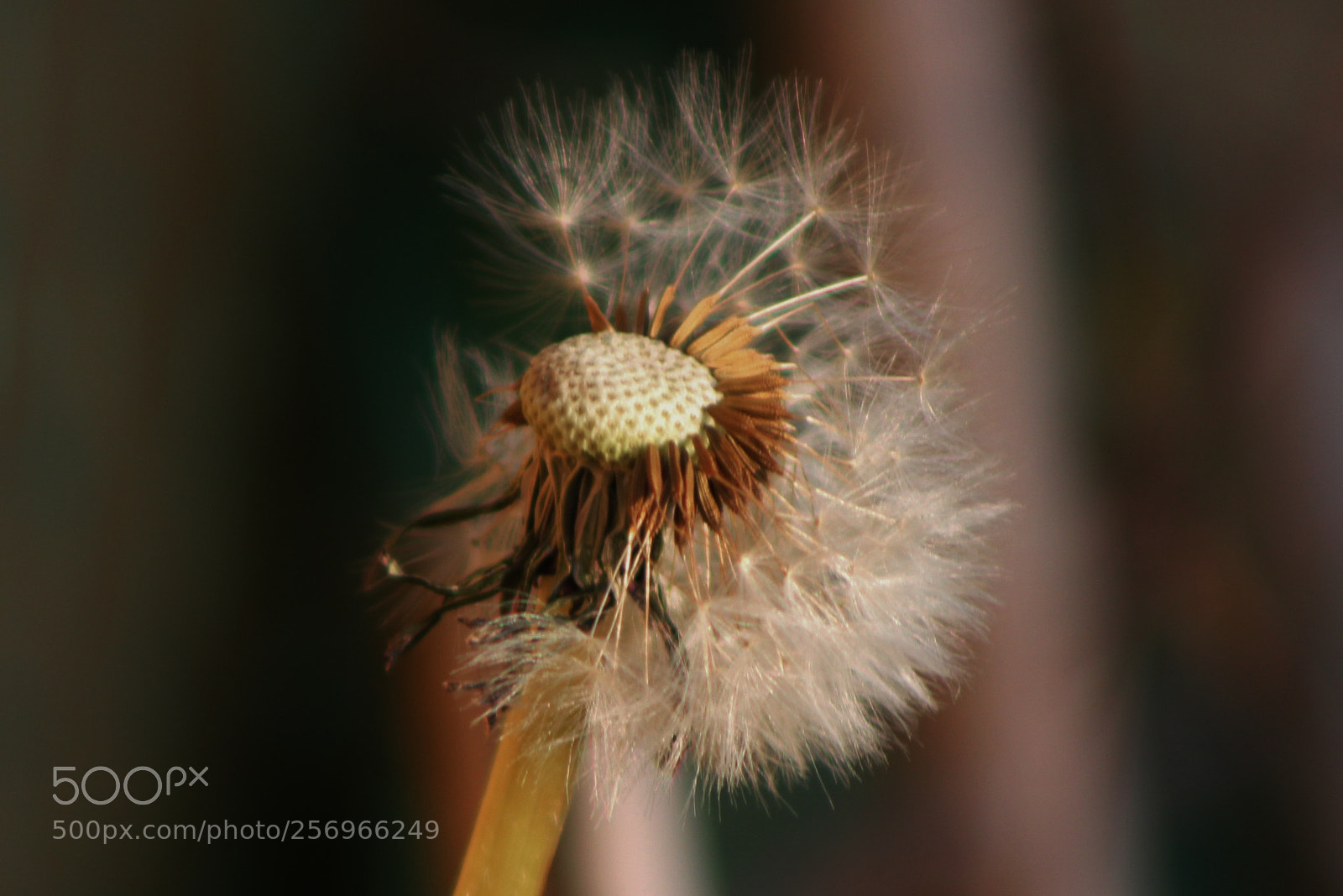 Canon EOS 550D (EOS Rebel T2i / EOS Kiss X4) sample photo. Dandelion clock photography