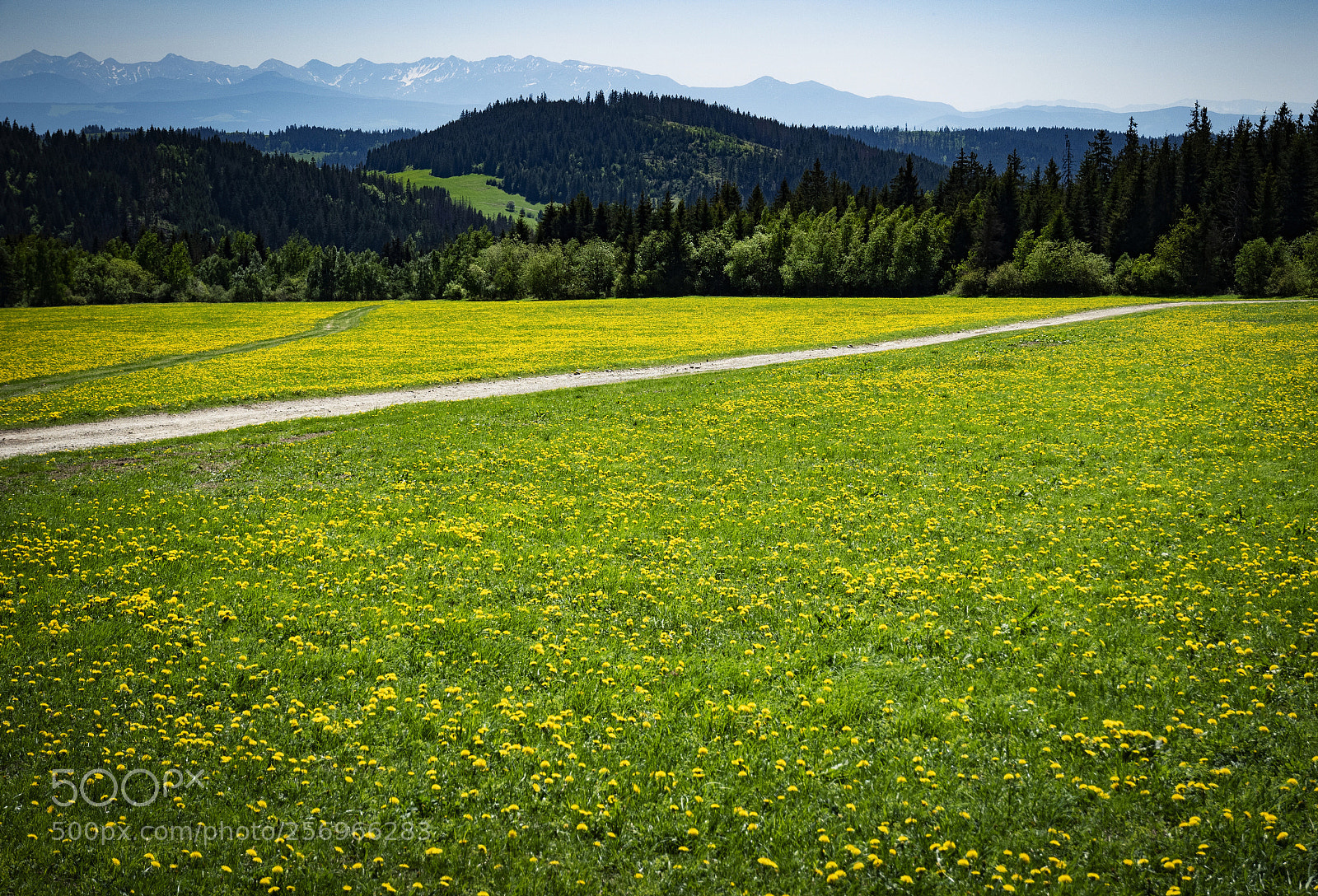 Nikon D5500 sample photo. Foothill meadow with dandelions photography