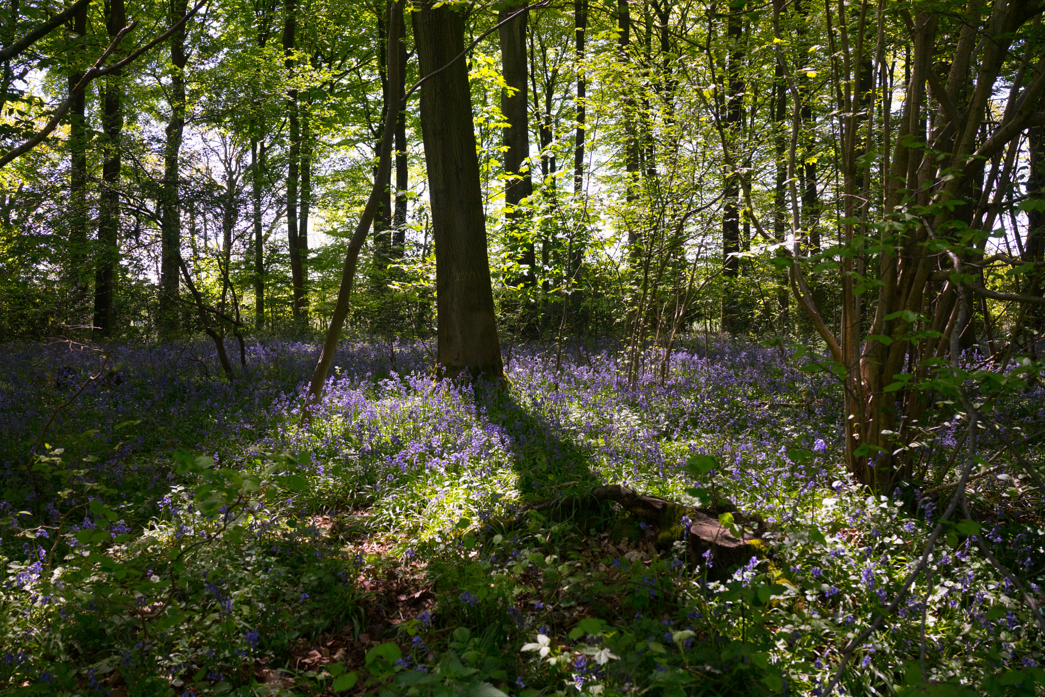 Sony Cyber-shot DSC-RX1R II sample photo. Deep in the forest at micheldever woods photography