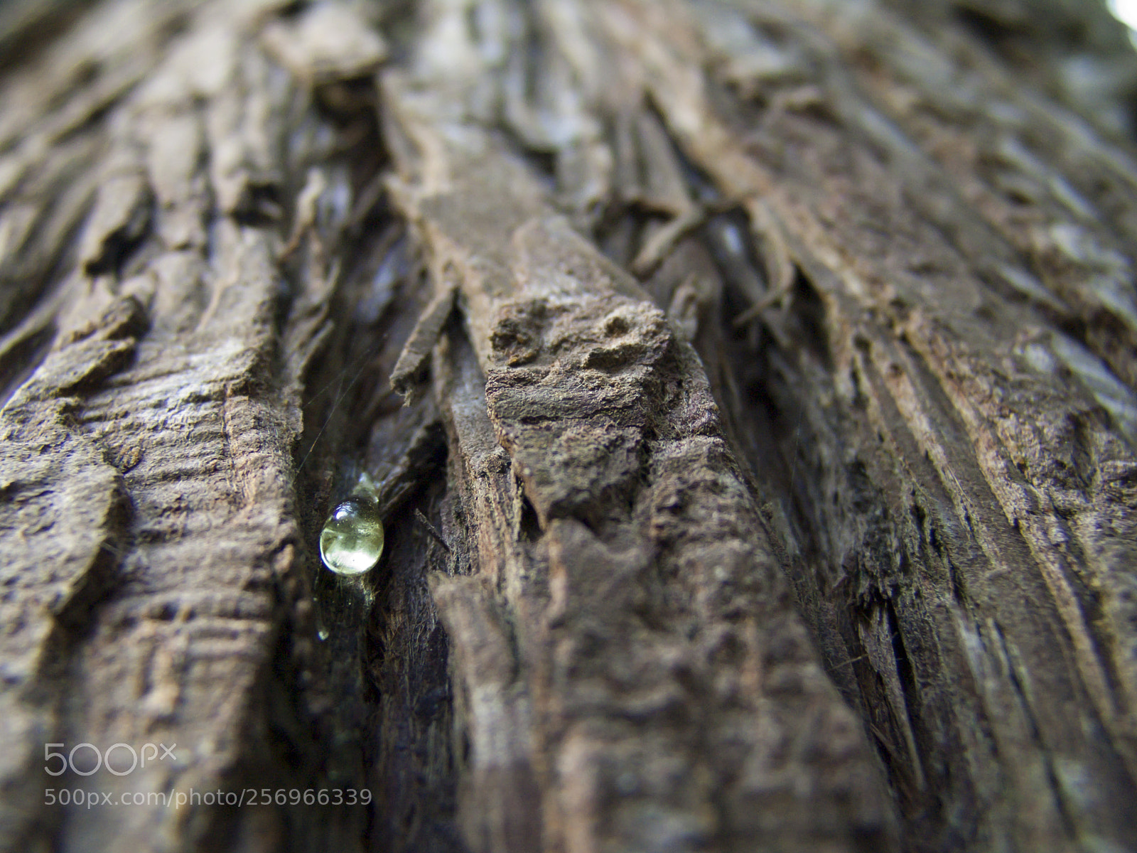Sony DSC-F828 sample photo. Texture perception photography