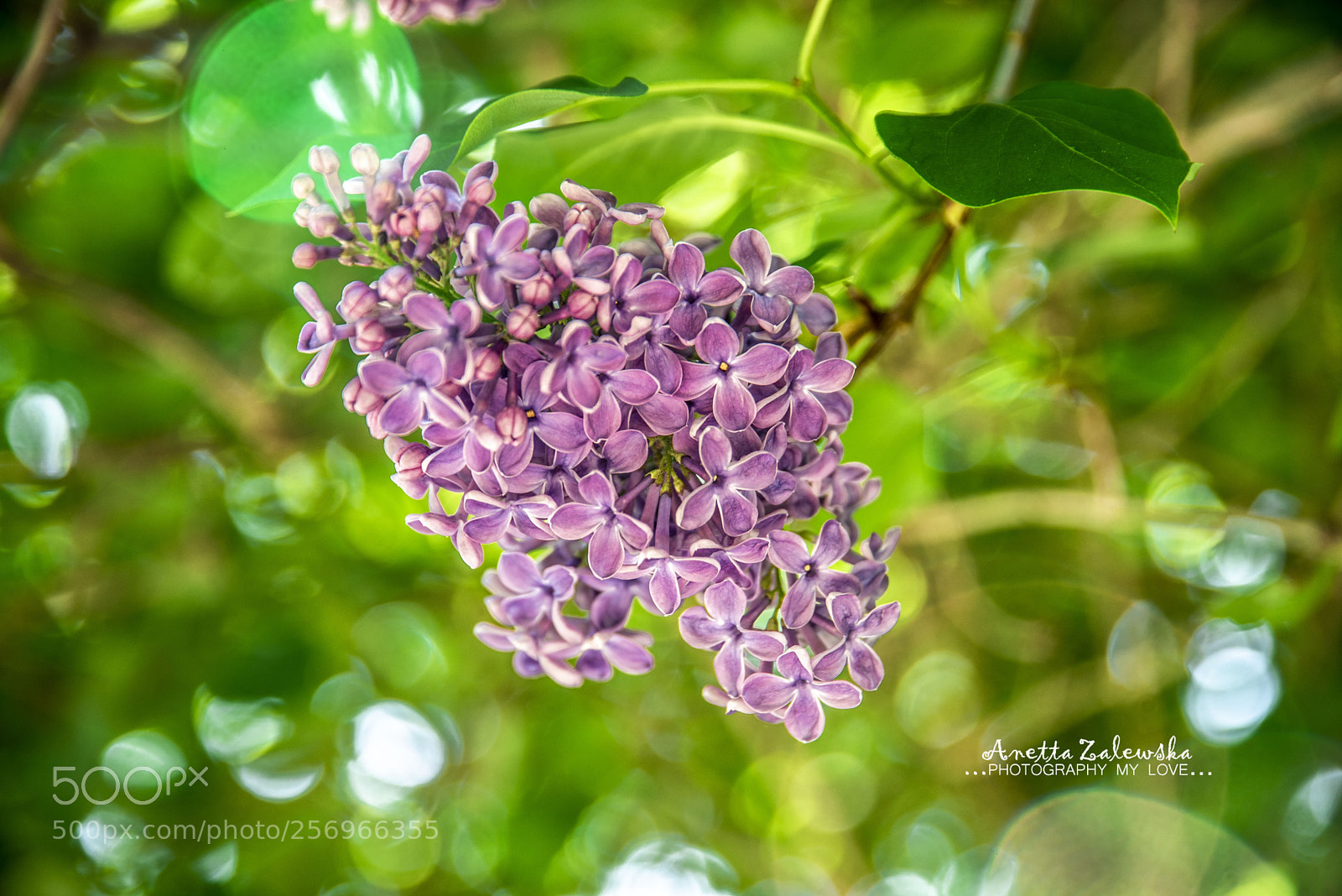 Nikon D750 sample photo. Lilac photography