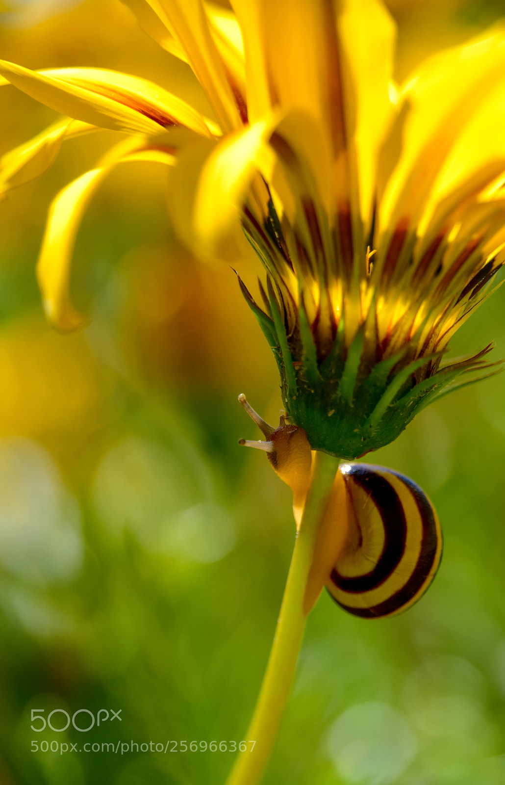 Nikon D810 sample photo. Slowly to the top photography