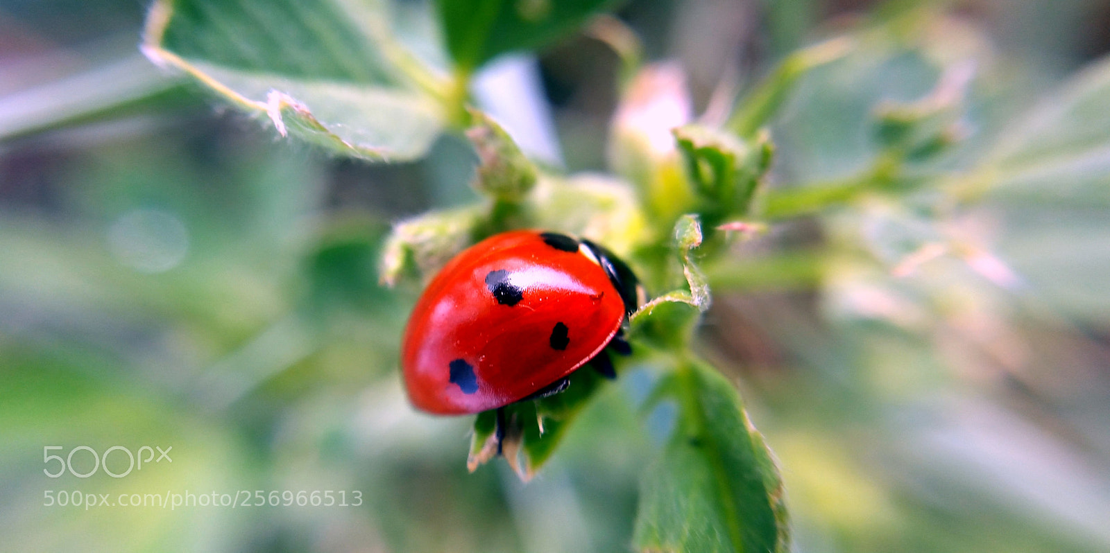 Samsung Galaxy Note4 sample photo. Lady bug (buffet) photography