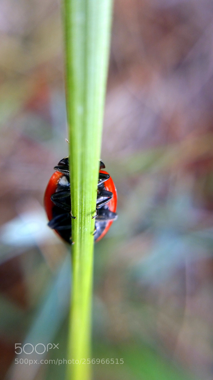 Samsung Galaxy Note4 sample photo. Lady bug (no face) photography