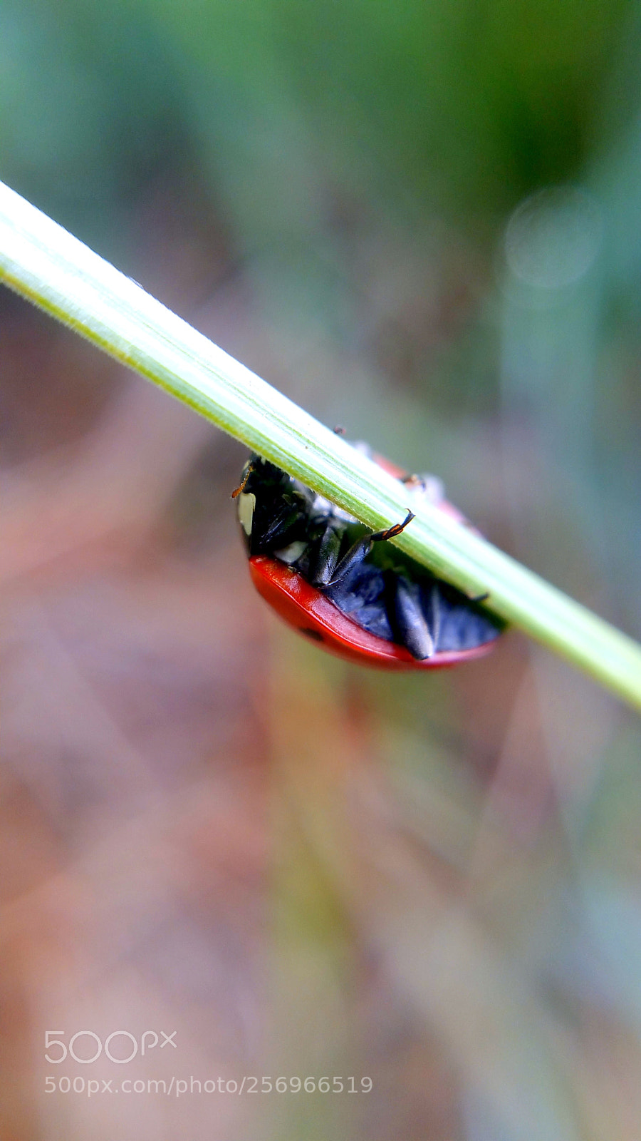 Samsung Galaxy Note4 sample photo. Lady bug (hangin' on) photography