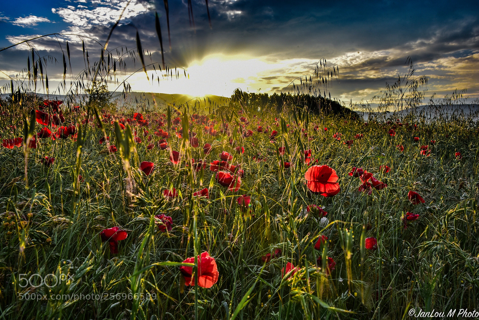 Nikon D750 sample photo. Les coquelicots du vaucluse photography