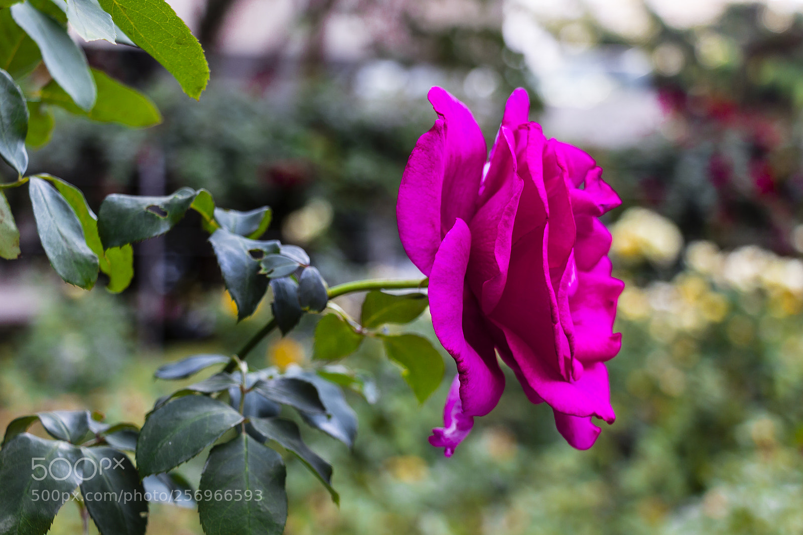 Canon EOS 700D (EOS Rebel T5i / EOS Kiss X7i) sample photo. Flor rosa photography