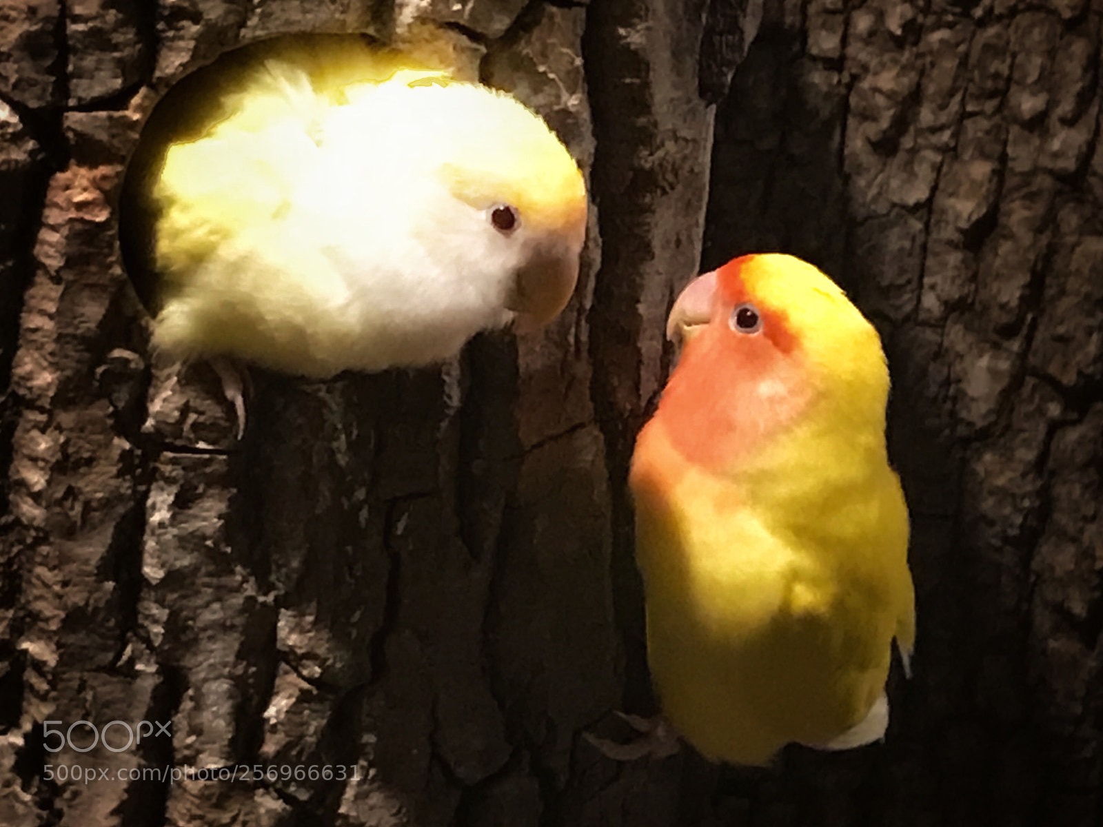 Apple iPhone 7 sample photo. Peach-faced lovebirds photography