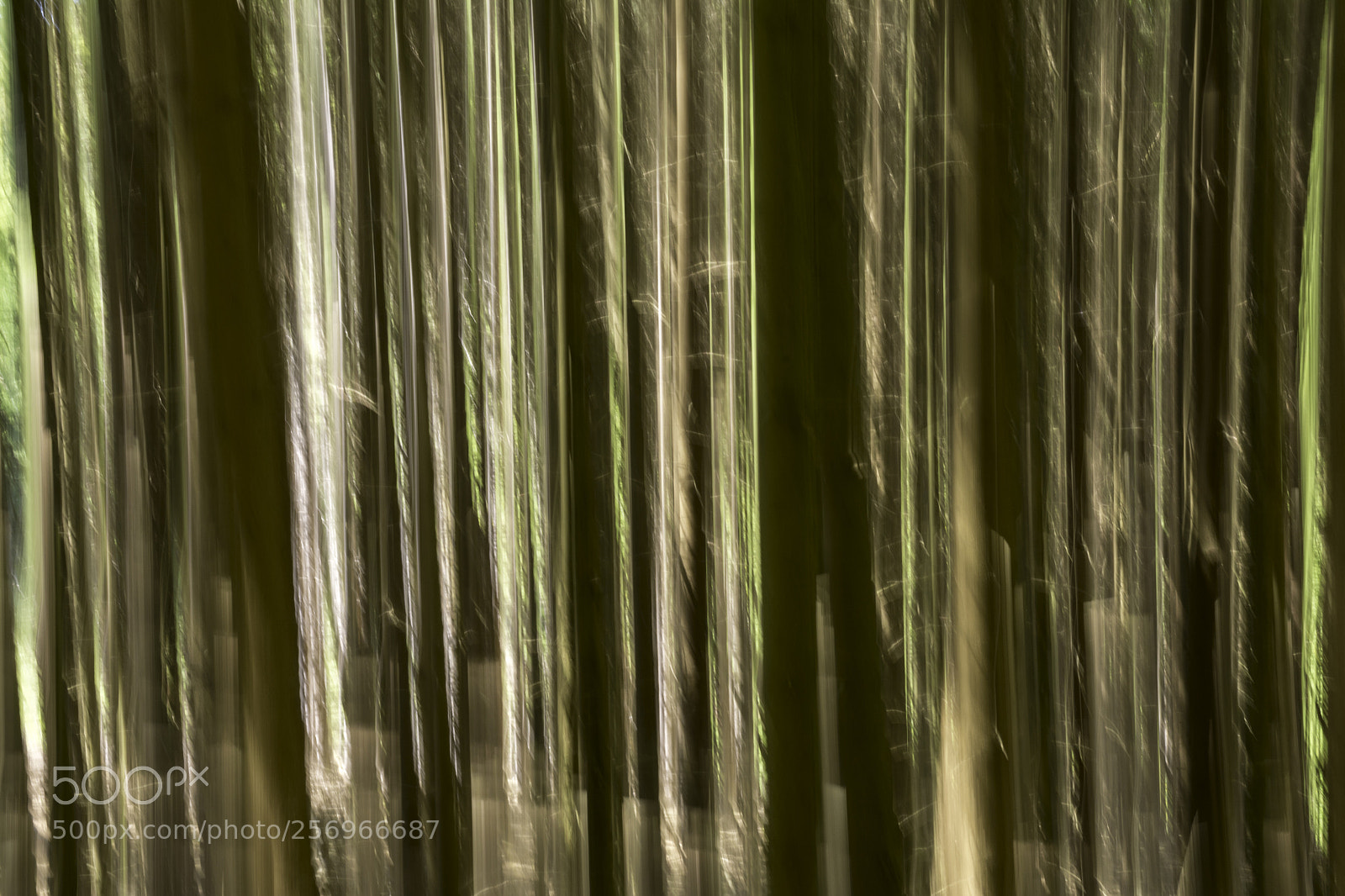 Nikon D7100 sample photo. The other forest photography