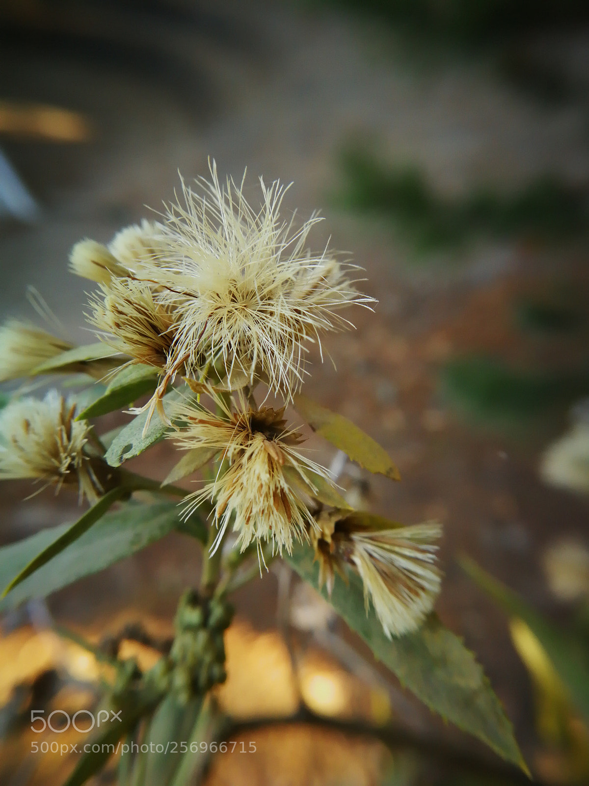 HUAWEI P10 sample photo. Just breathe photography