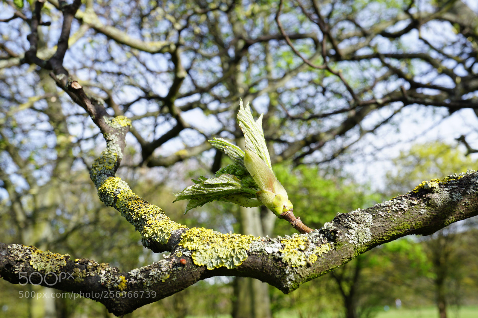 Sony a6000 sample photo. Spring is here photography