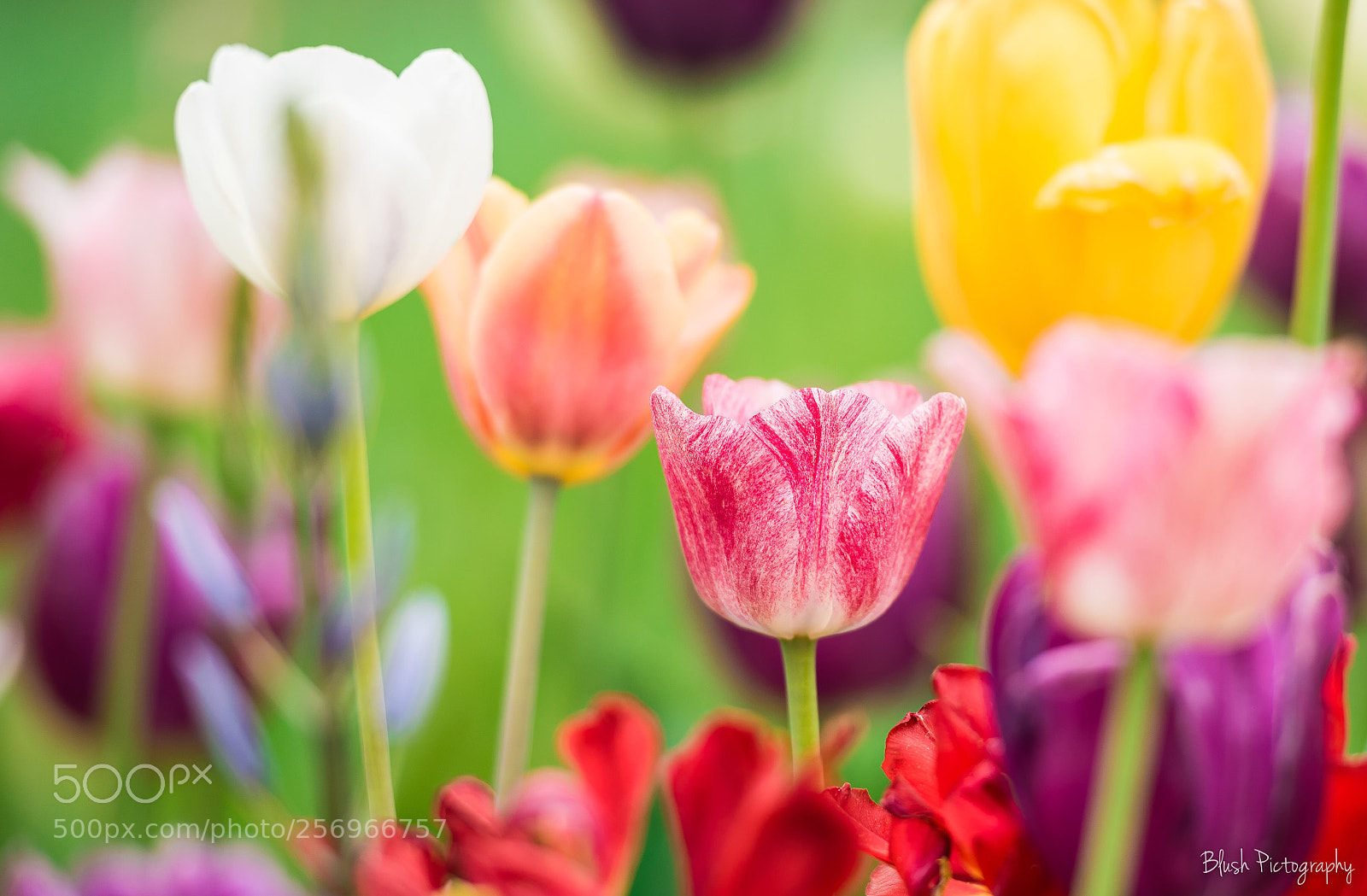 Nikon D750 sample photo. Tulips photography
