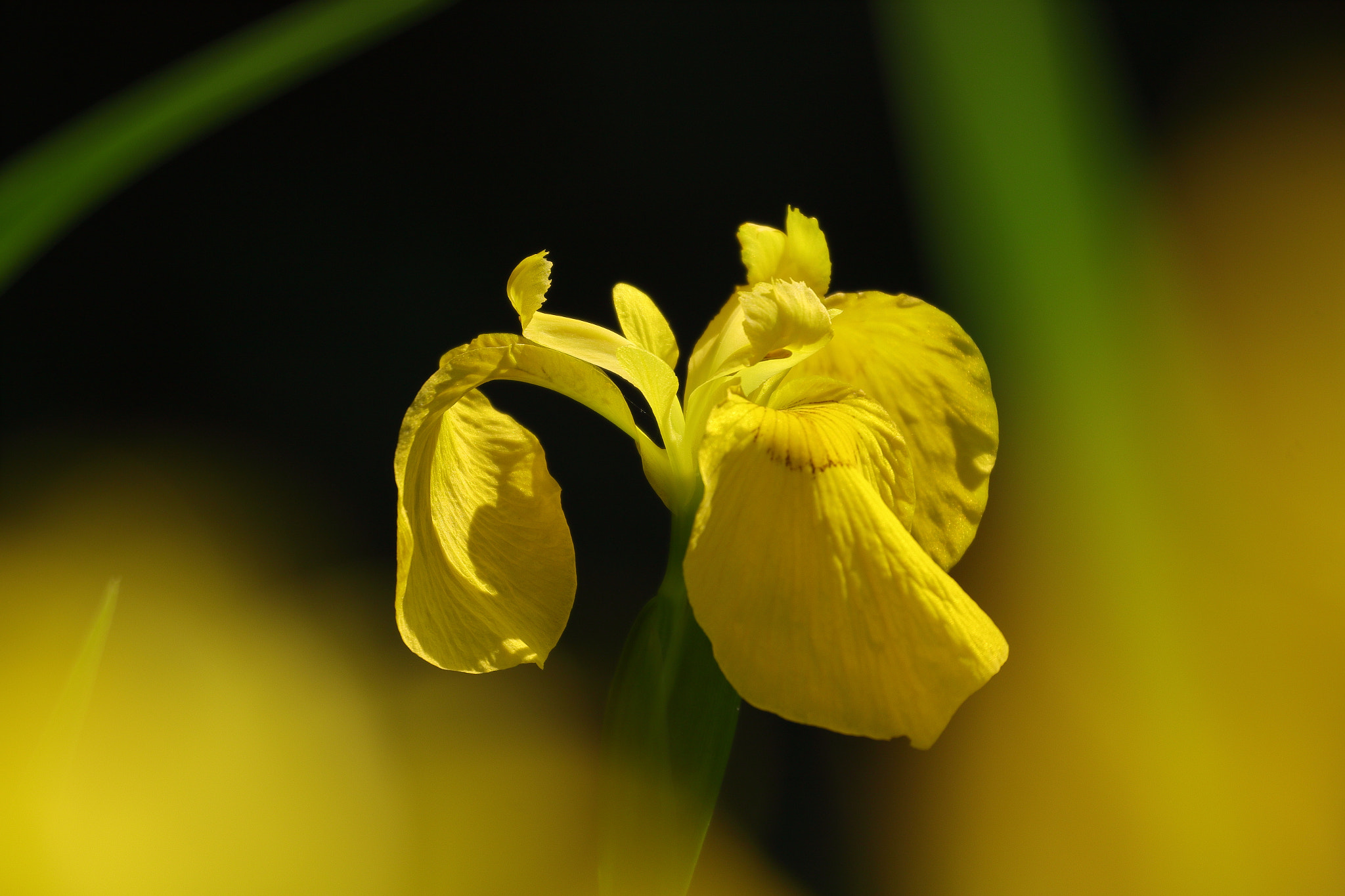 Canon EOS 7D Mark II sample photo. Yellow iris 7i2a1342 photography