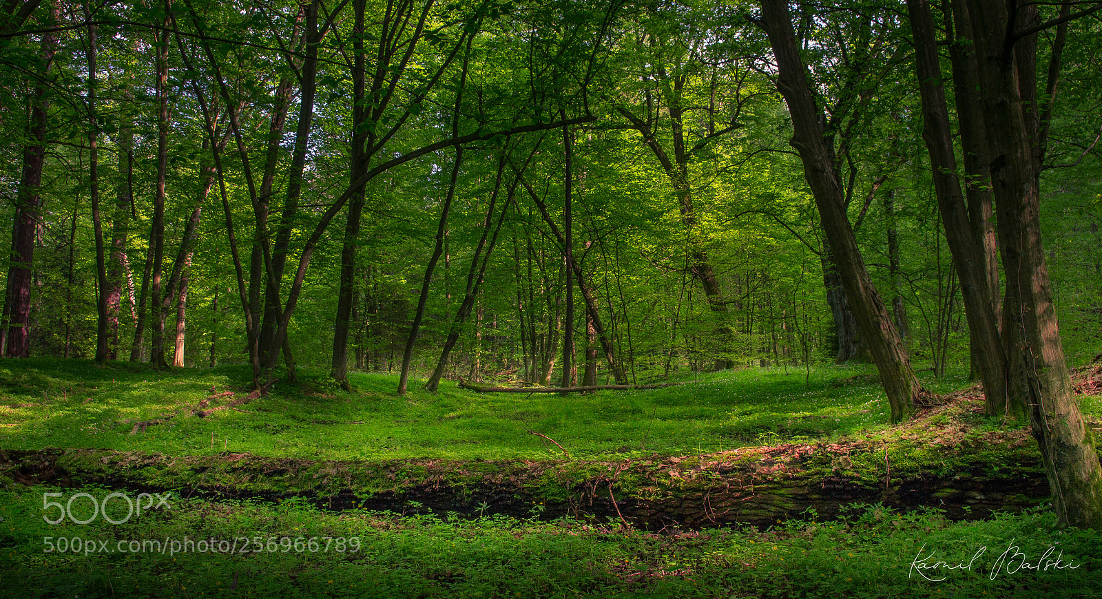 Canon EOS 650D (EOS Rebel T4i / EOS Kiss X6i) sample photo. Forest photography