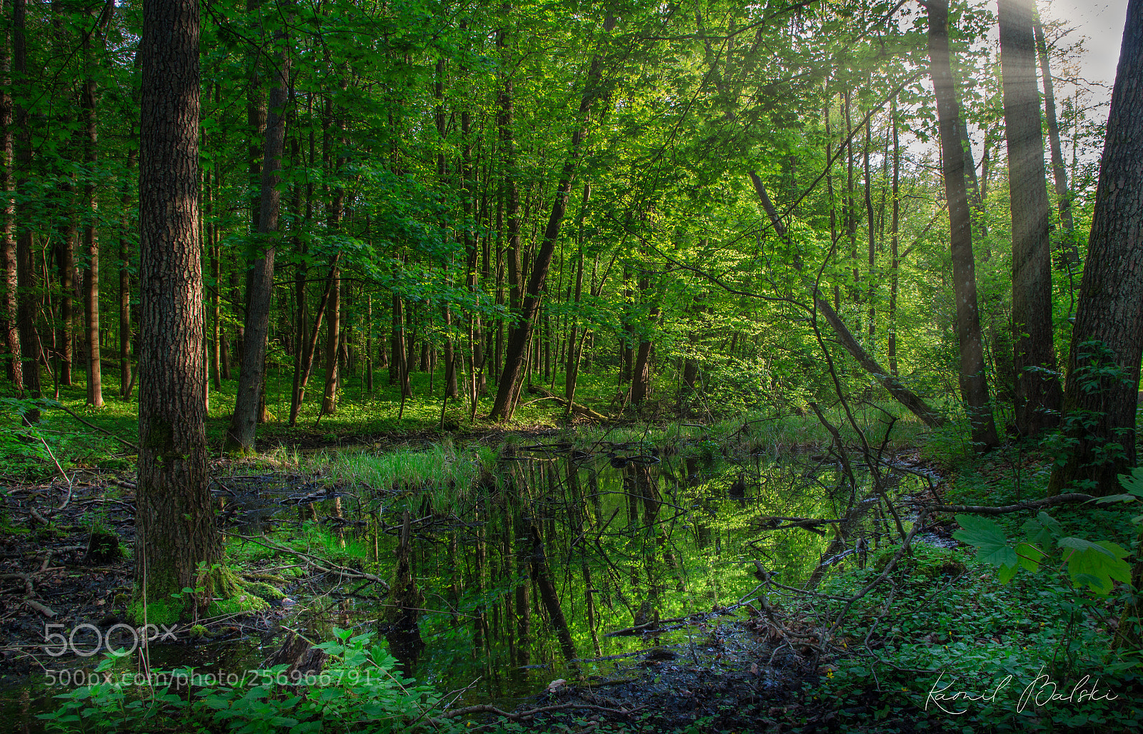 Canon EOS 650D (EOS Rebel T4i / EOS Kiss X6i) sample photo. Forest reflections photography