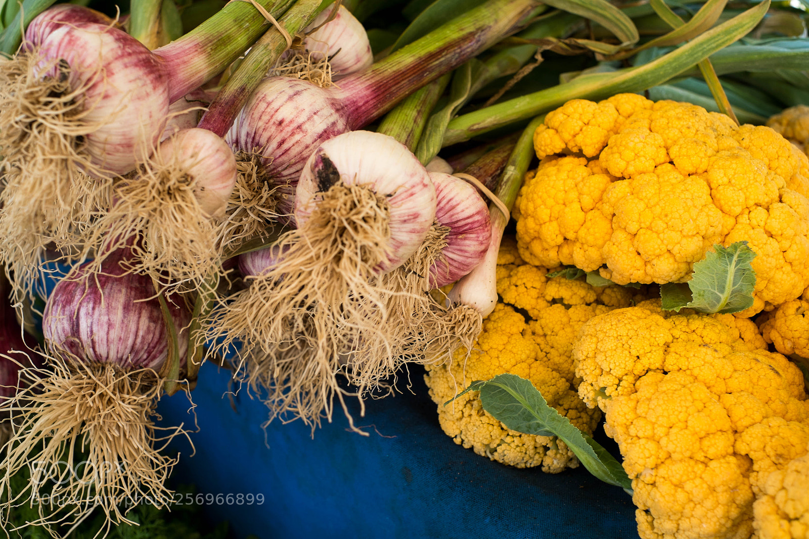 Fujifilm X-Pro1 sample photo. Young red onions photography
