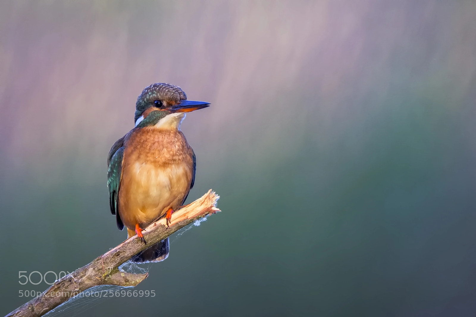 Nikon D7200 sample photo. Common kingfisher photography