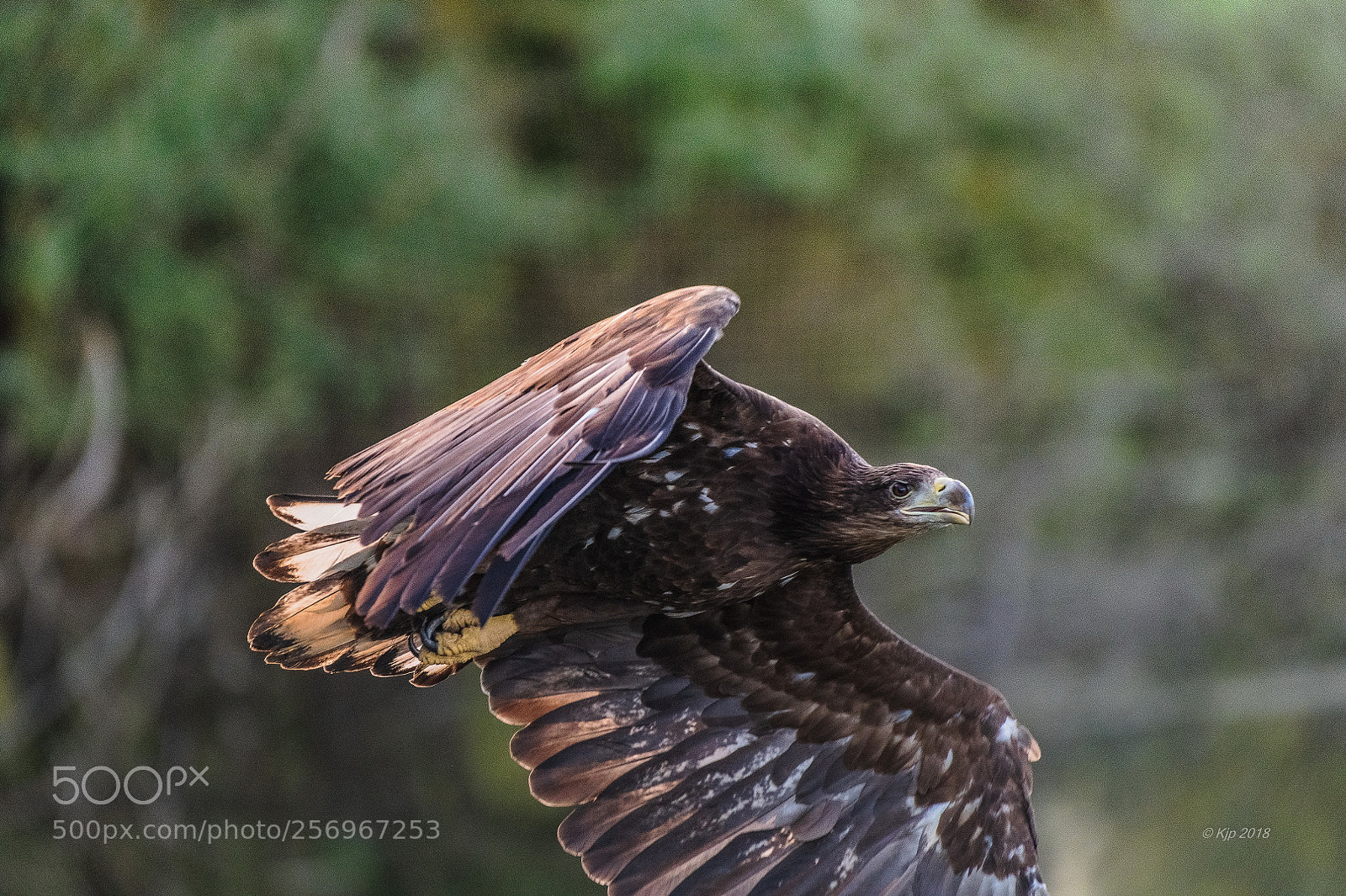 Nikon D850 sample photo. 8a2_3704_0.jpg photography