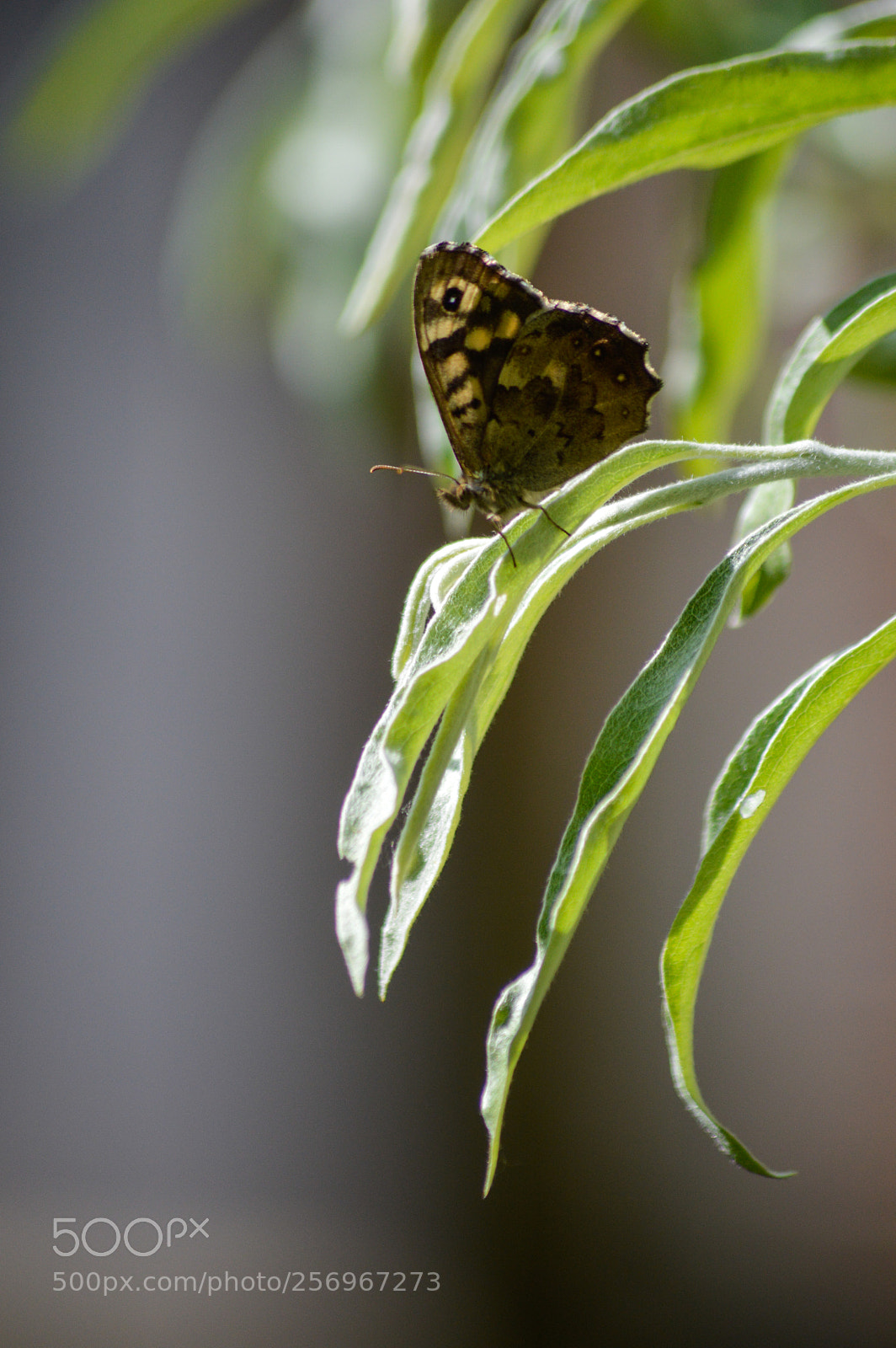 Nikon D3200 sample photo. Speckled wood parage aegeria photography