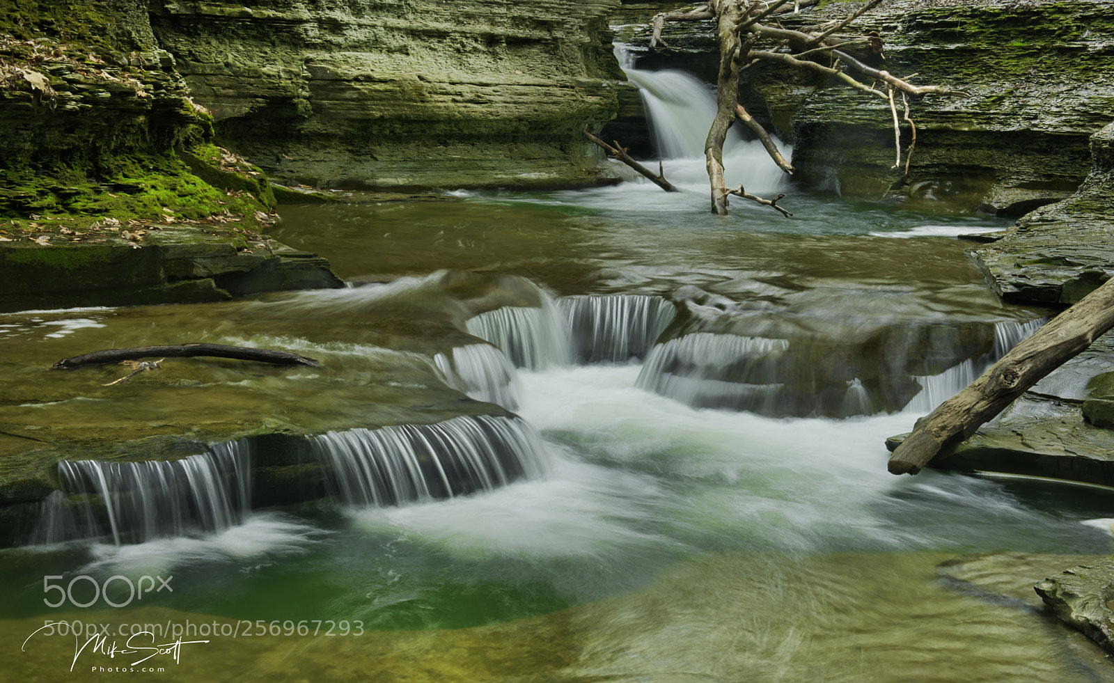 Nikon D850 sample photo. Running green photography