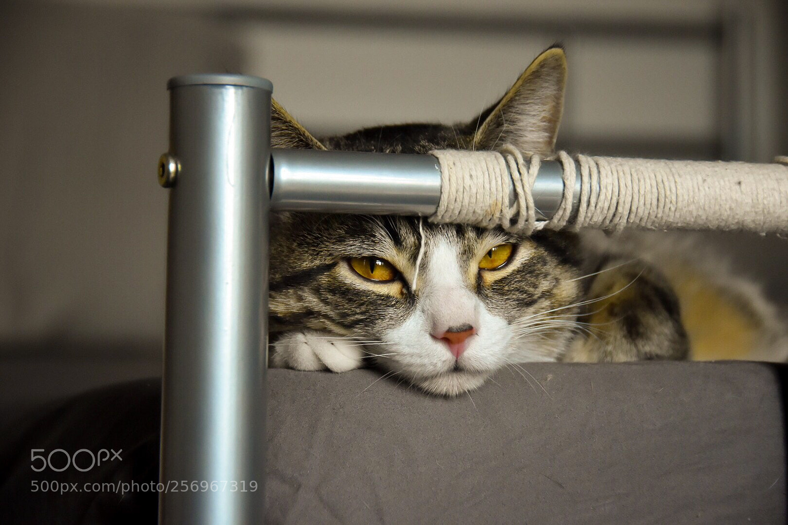 Nikon D7200 sample photo. Tabby cat photography