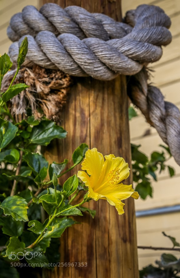 Canon EOS 6D sample photo. Textures! photography