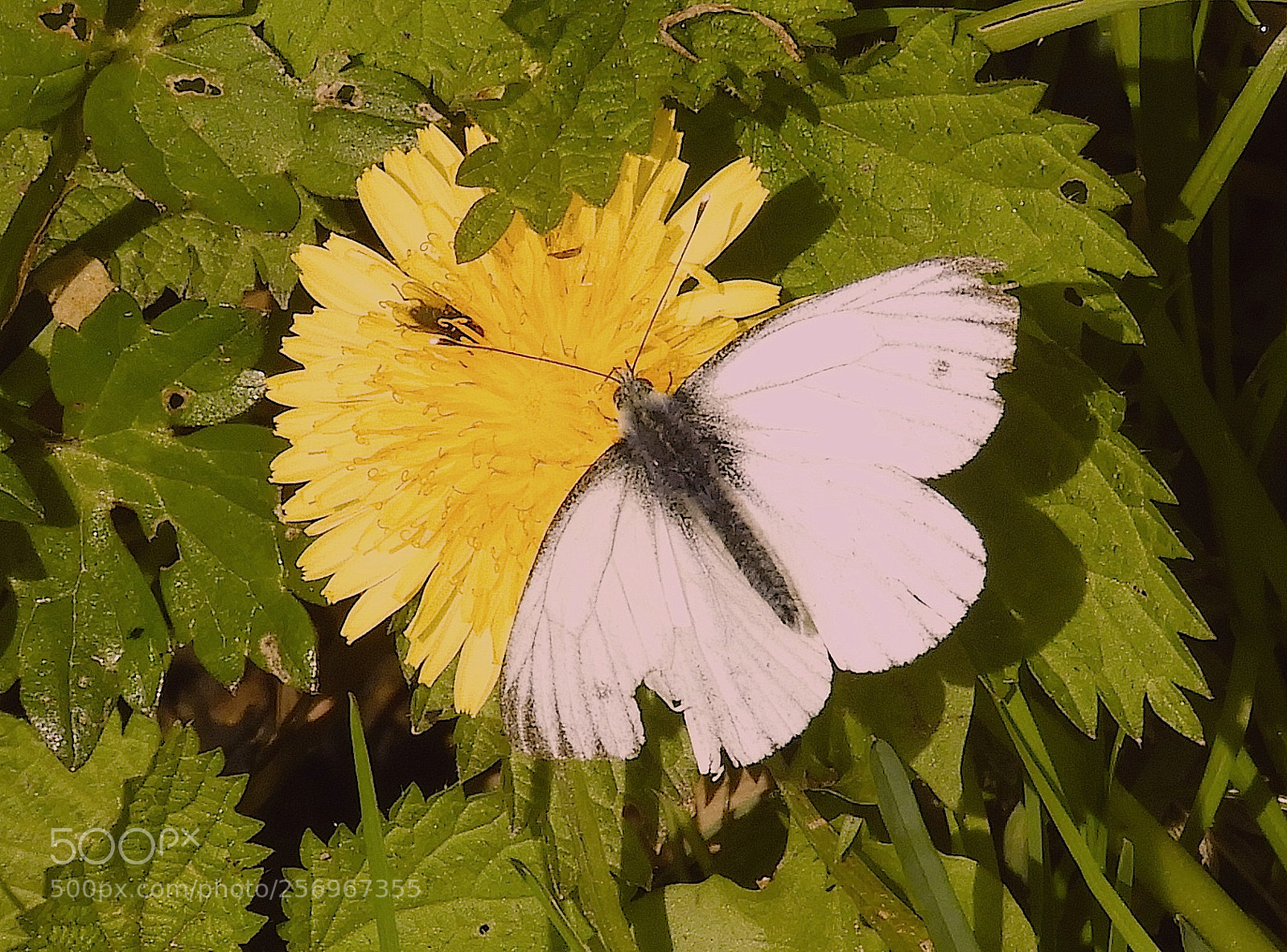 Nikon Coolpix B700 sample photo. Cabbage white butterfly and photography