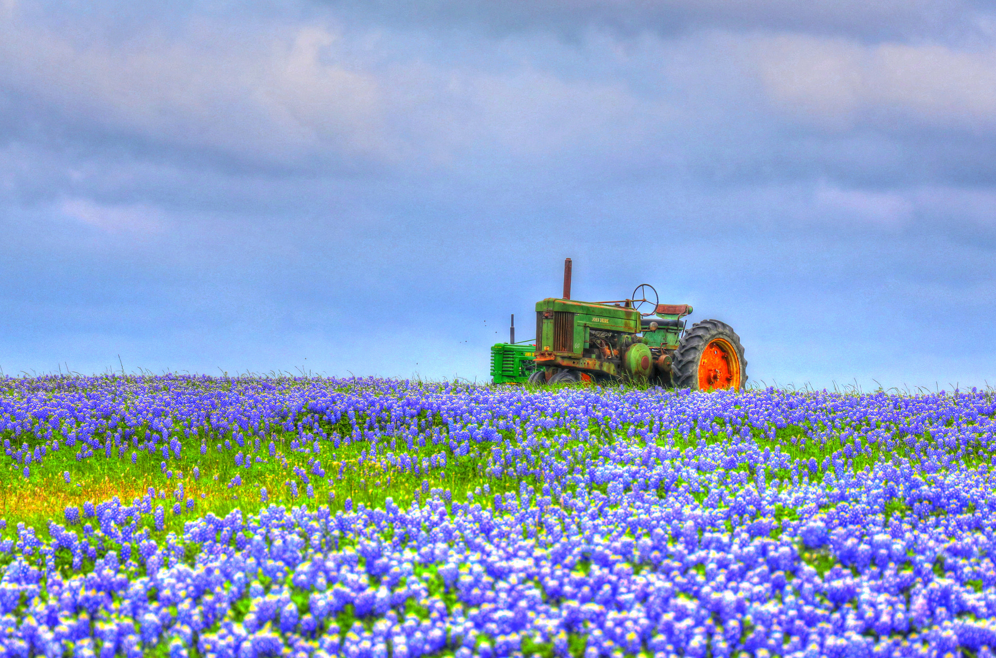 Canon EF 24-105mm F3.5-5.6 IS STM sample photo. Field of bluebonnets photography