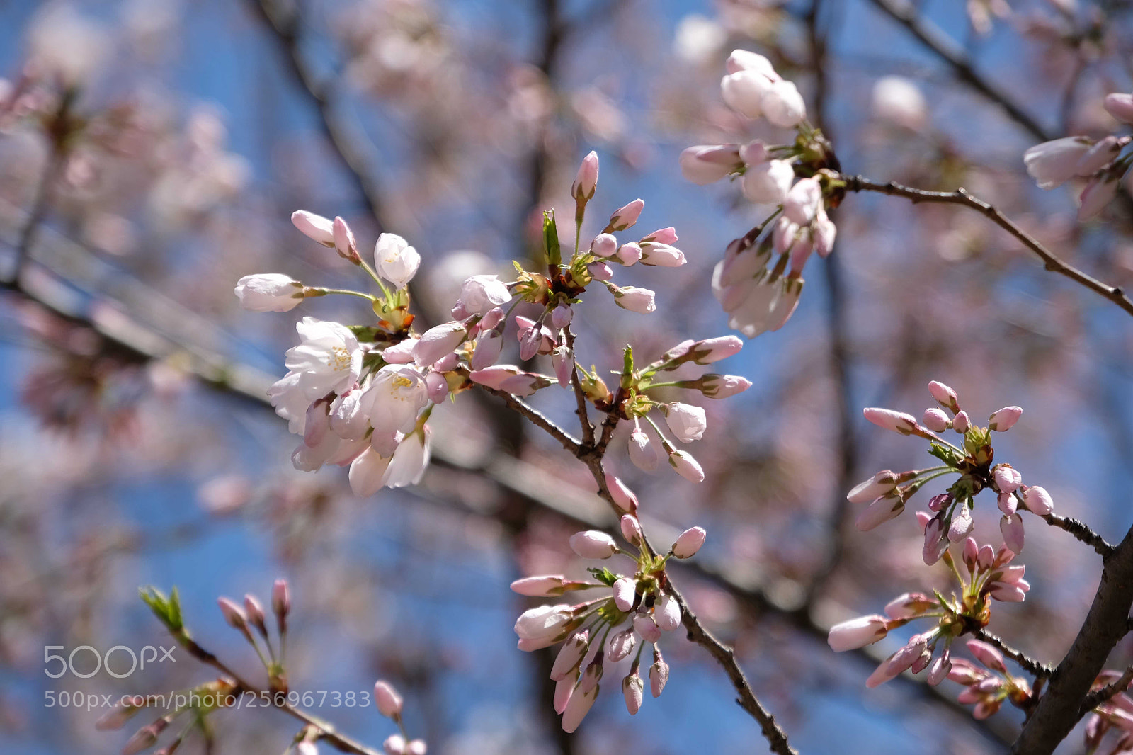 Fujifilm X-T2 sample photo. Blossoms  photography