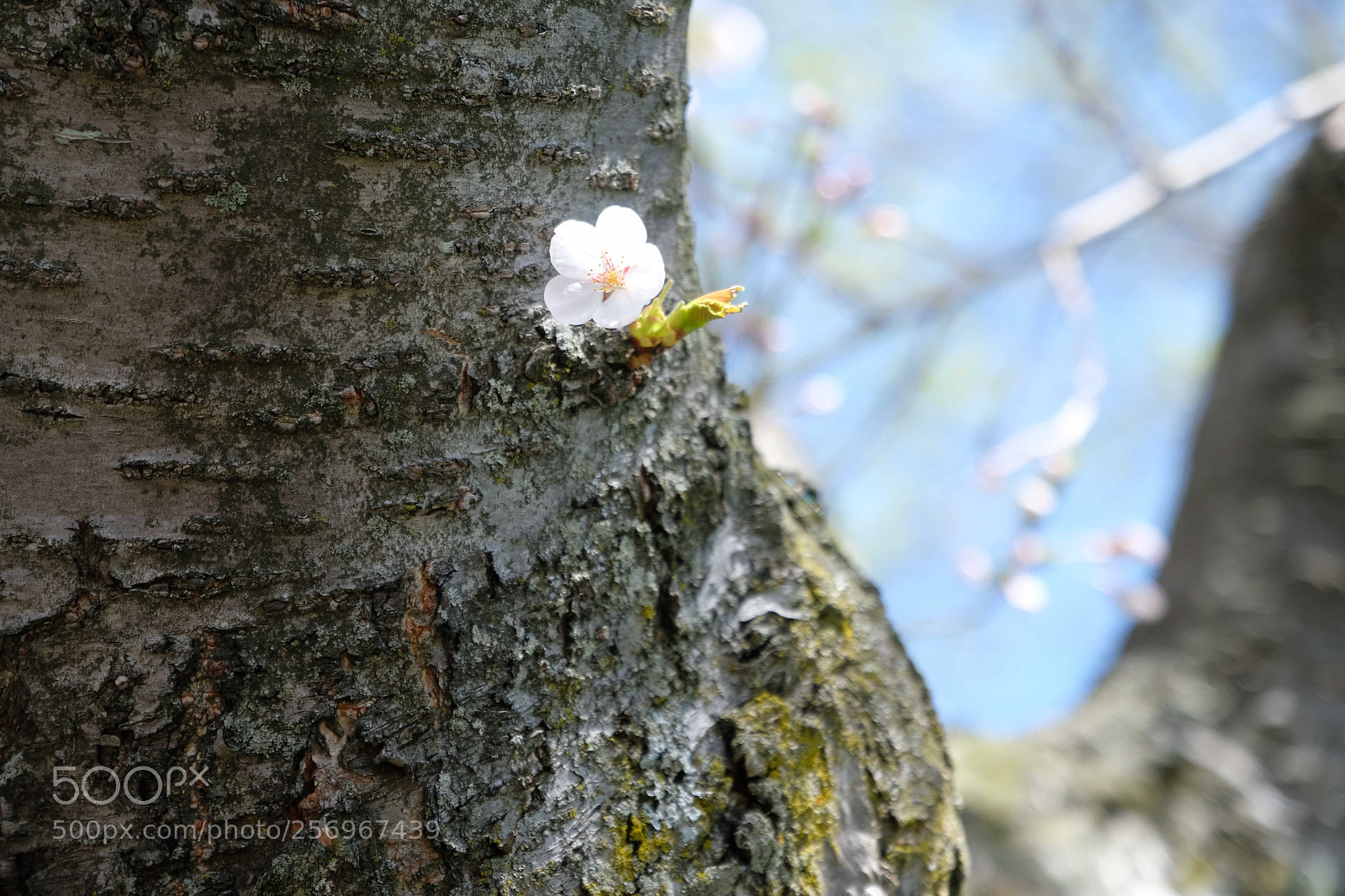Fujifilm X-T2 sample photo. Cherry flower photography