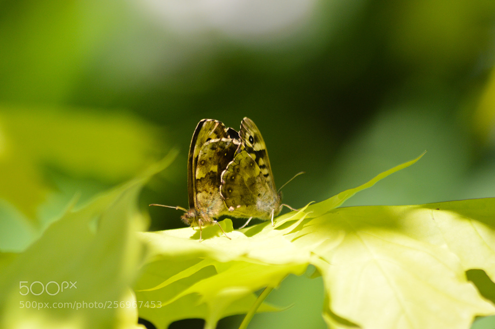 Nikon D3200 sample photo. Speckled wood parage aegeria photography