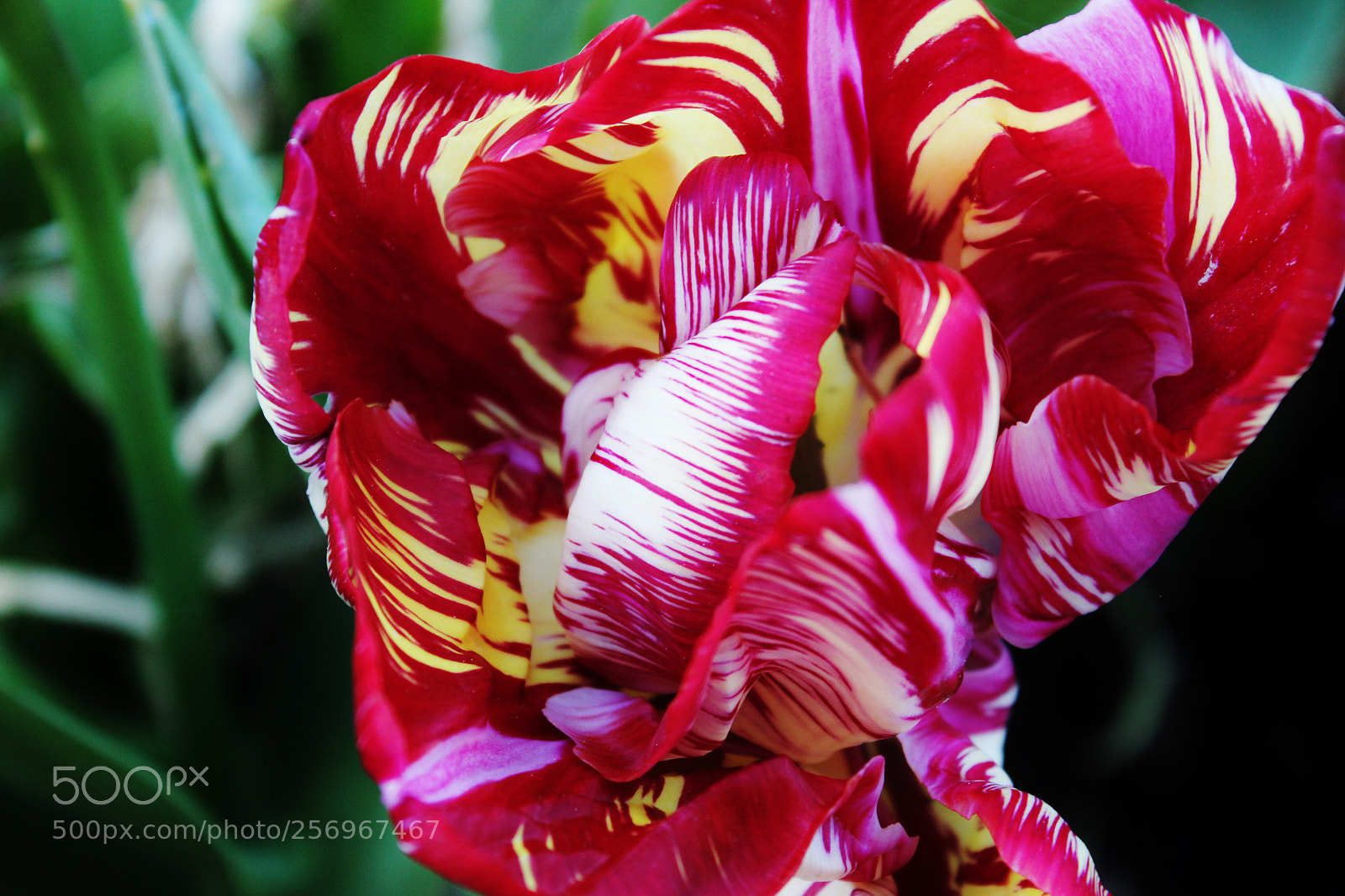 Canon EOS 550D (EOS Rebel T2i / EOS Kiss X4) sample photo. Tulip photography