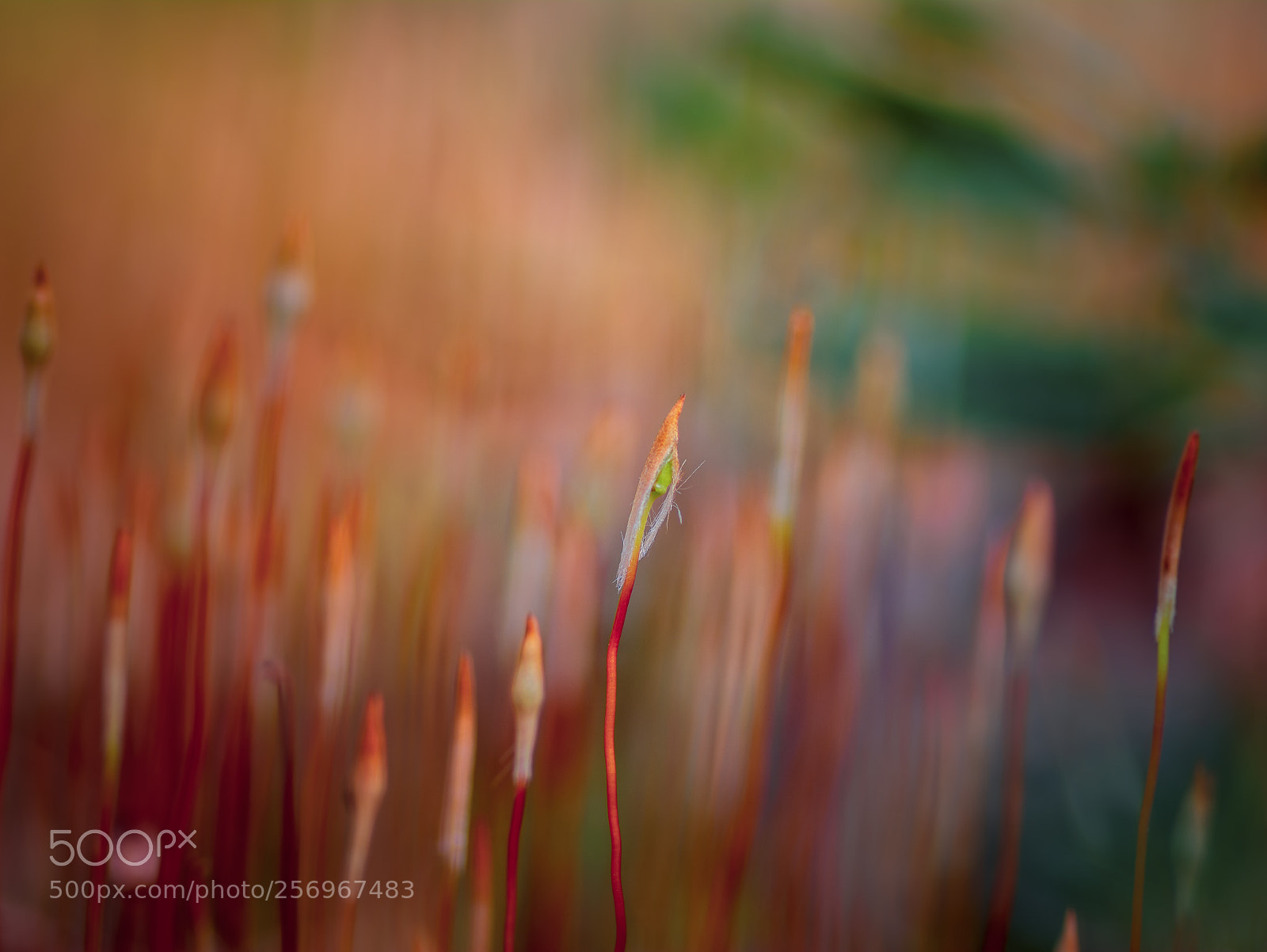 Nikon D7100 sample photo. Watercoloured nature photography