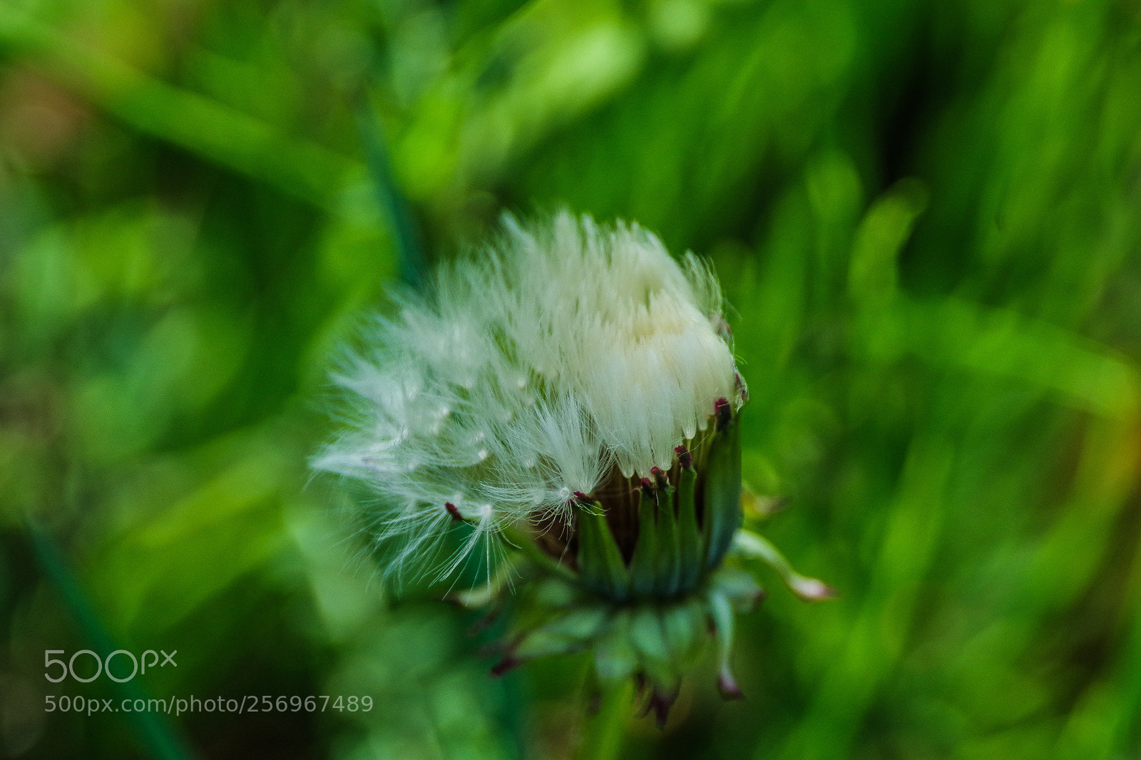 Pentax K-S2 sample photo. Parachute ball photography