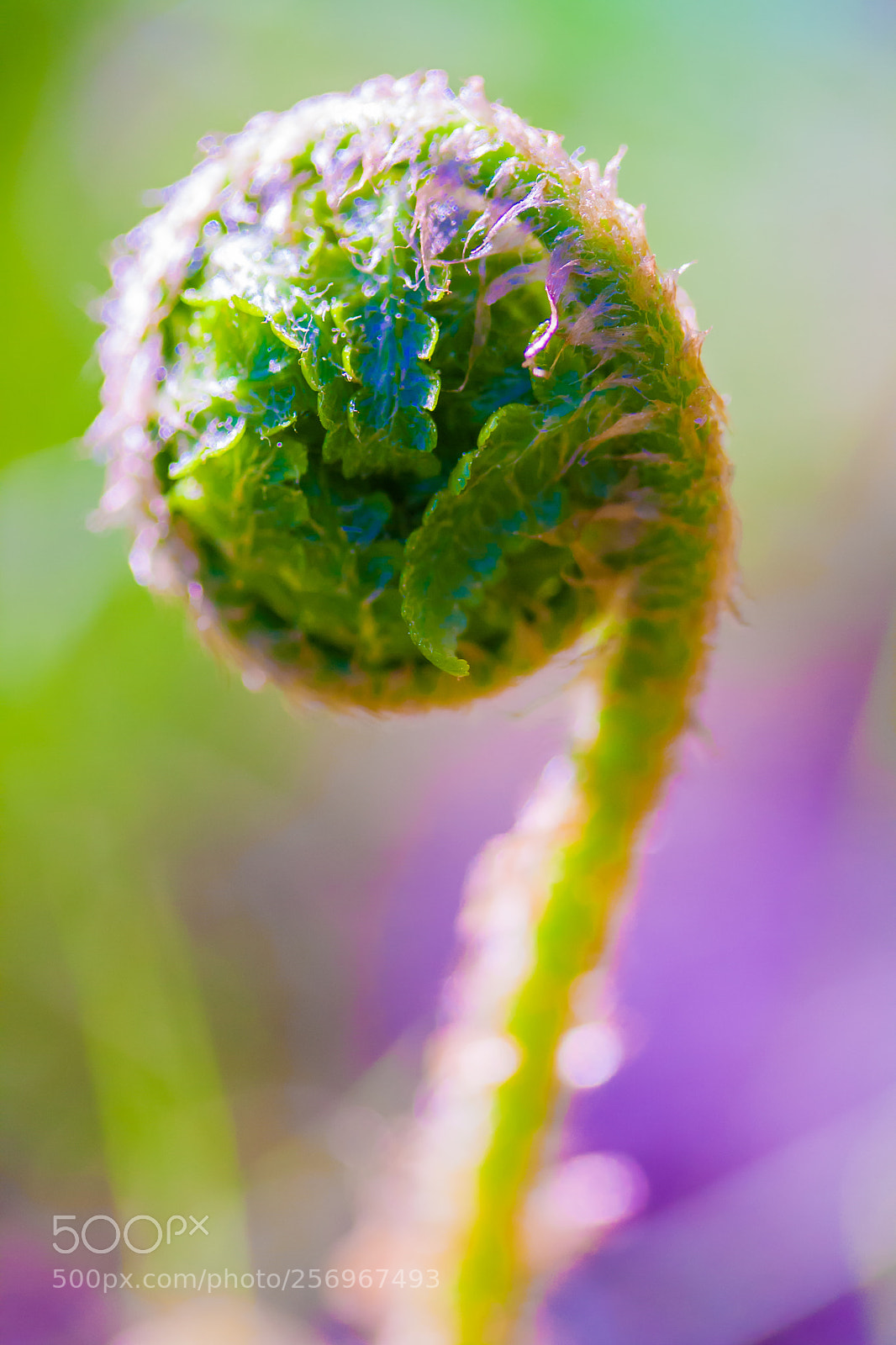 Canon EOS 1000D (EOS Digital Rebel XS / EOS Kiss F) sample photo. Little fern photography