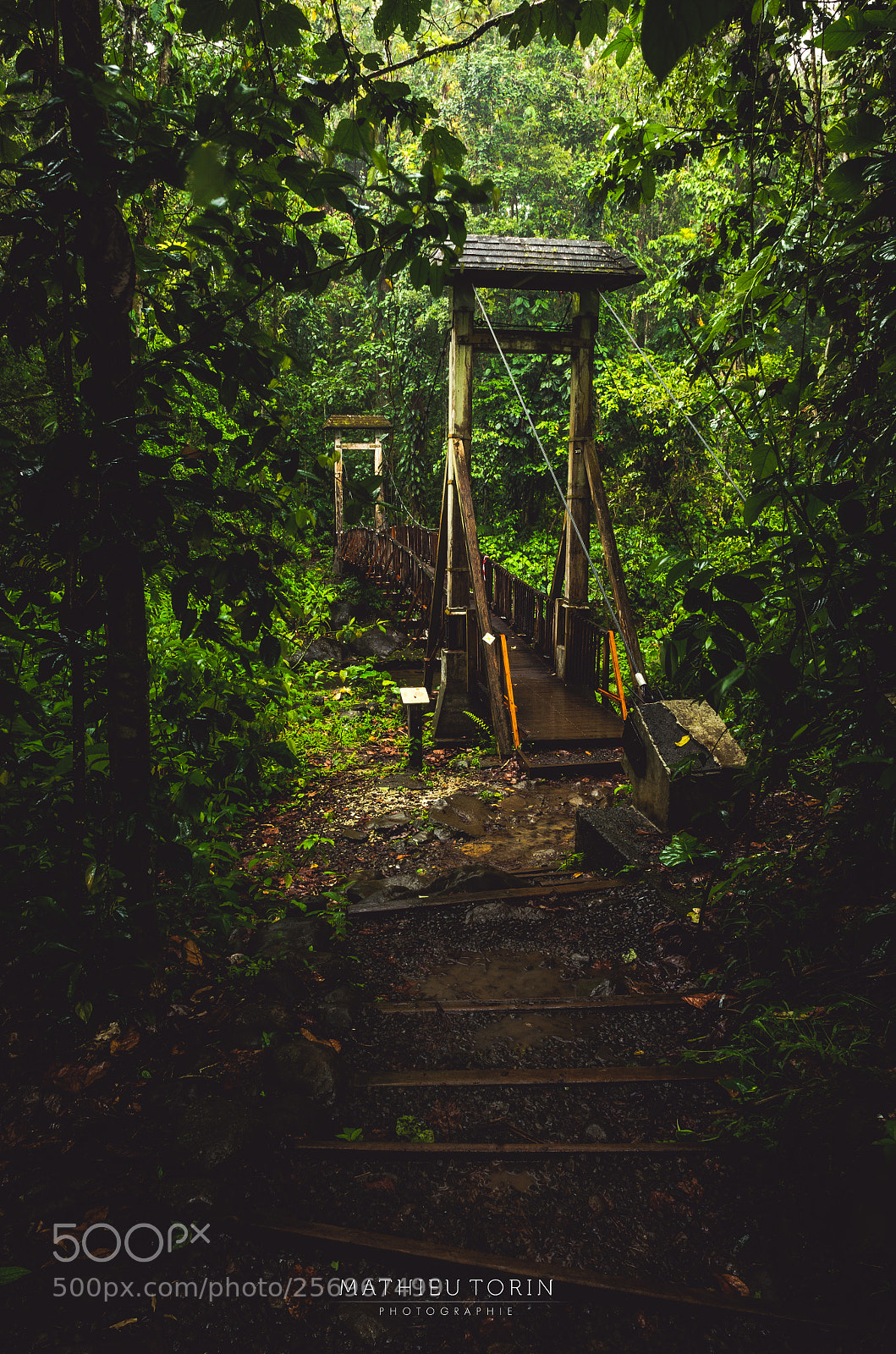 Nikon D7000 sample photo. House forest photography