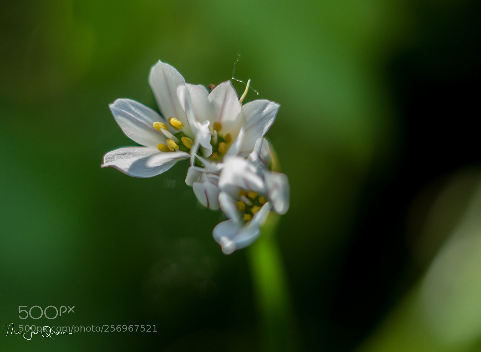 Canon EOS 5D Mark II sample photo. Fleurs sauvages. photography