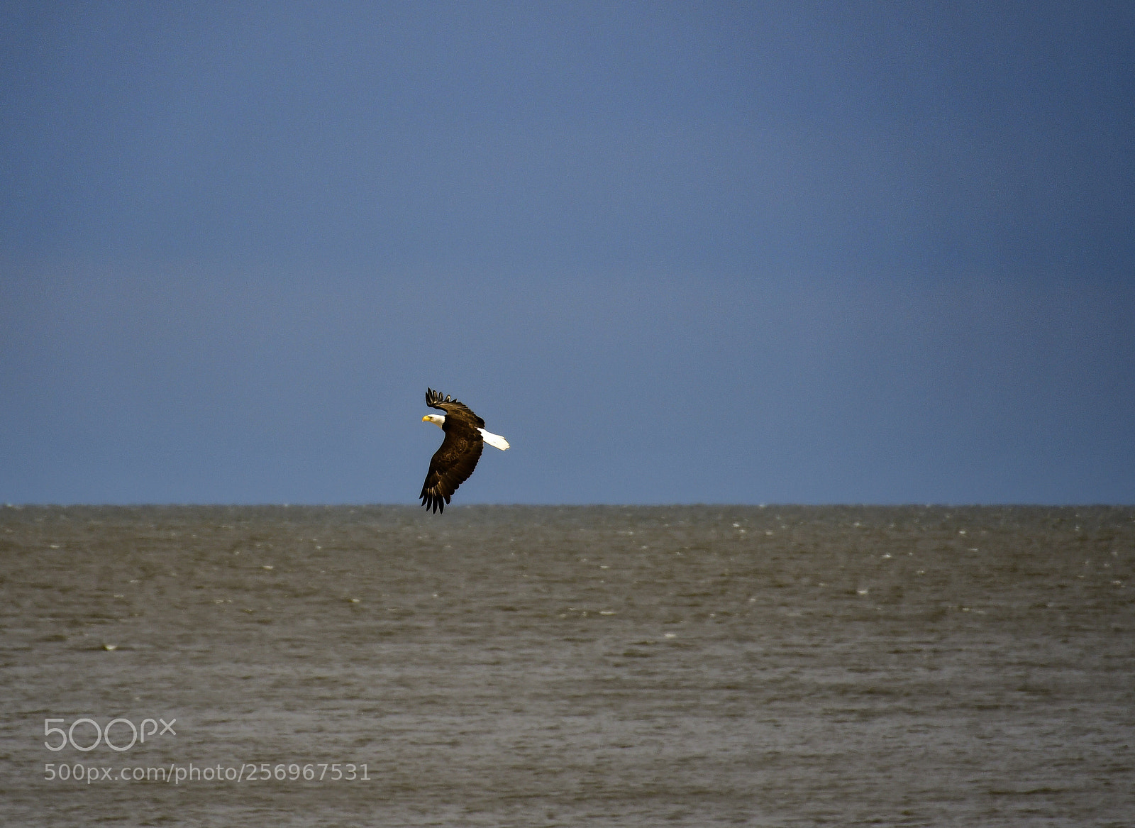 Nikon D7500 sample photo. Bald eagle sighted photography