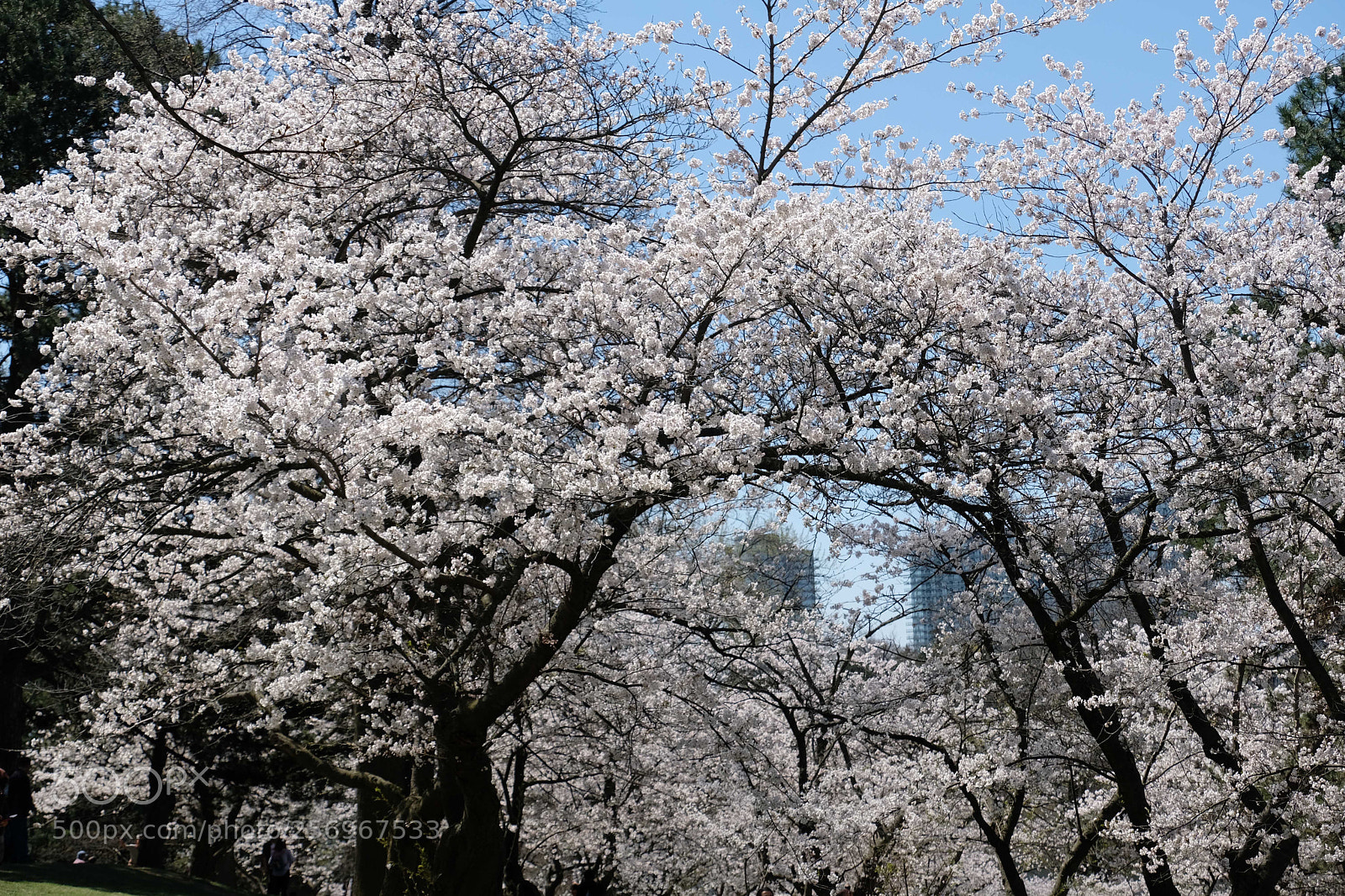 Fujifilm X-T2 sample photo. High park  photography